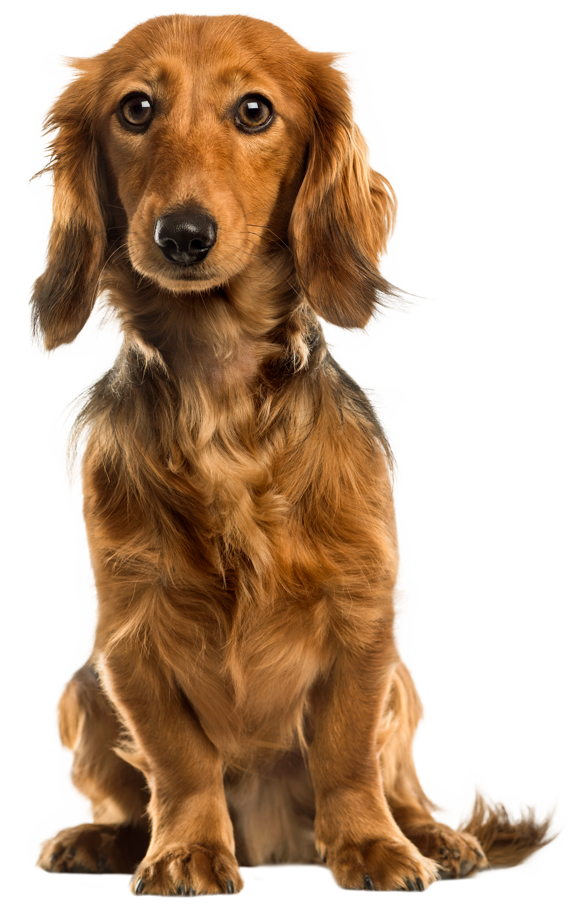 Cute Dog PNG Clip Art - Best WEB Clipart