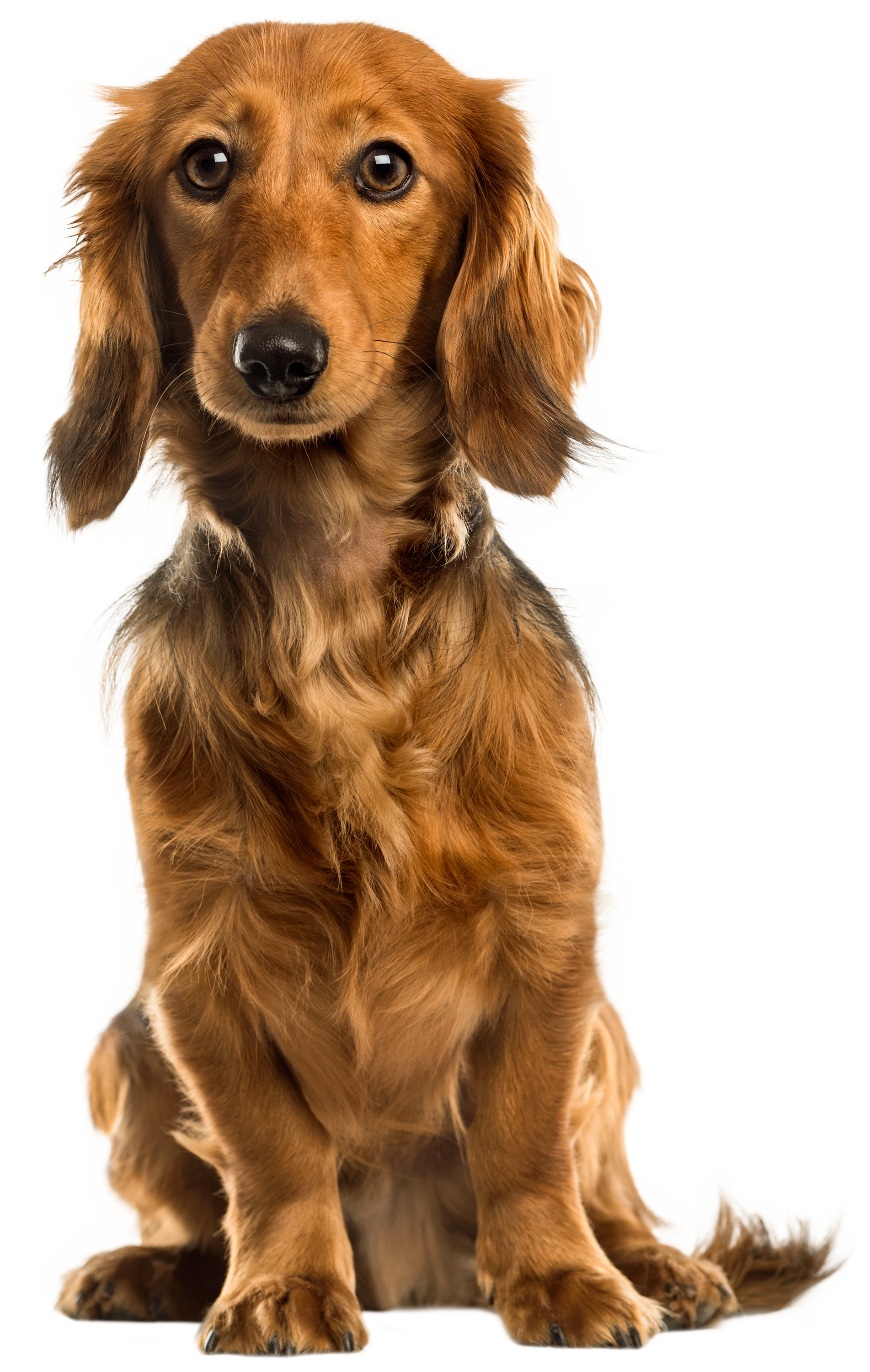 Cute_Dog_PNG_Clip_Art 2488