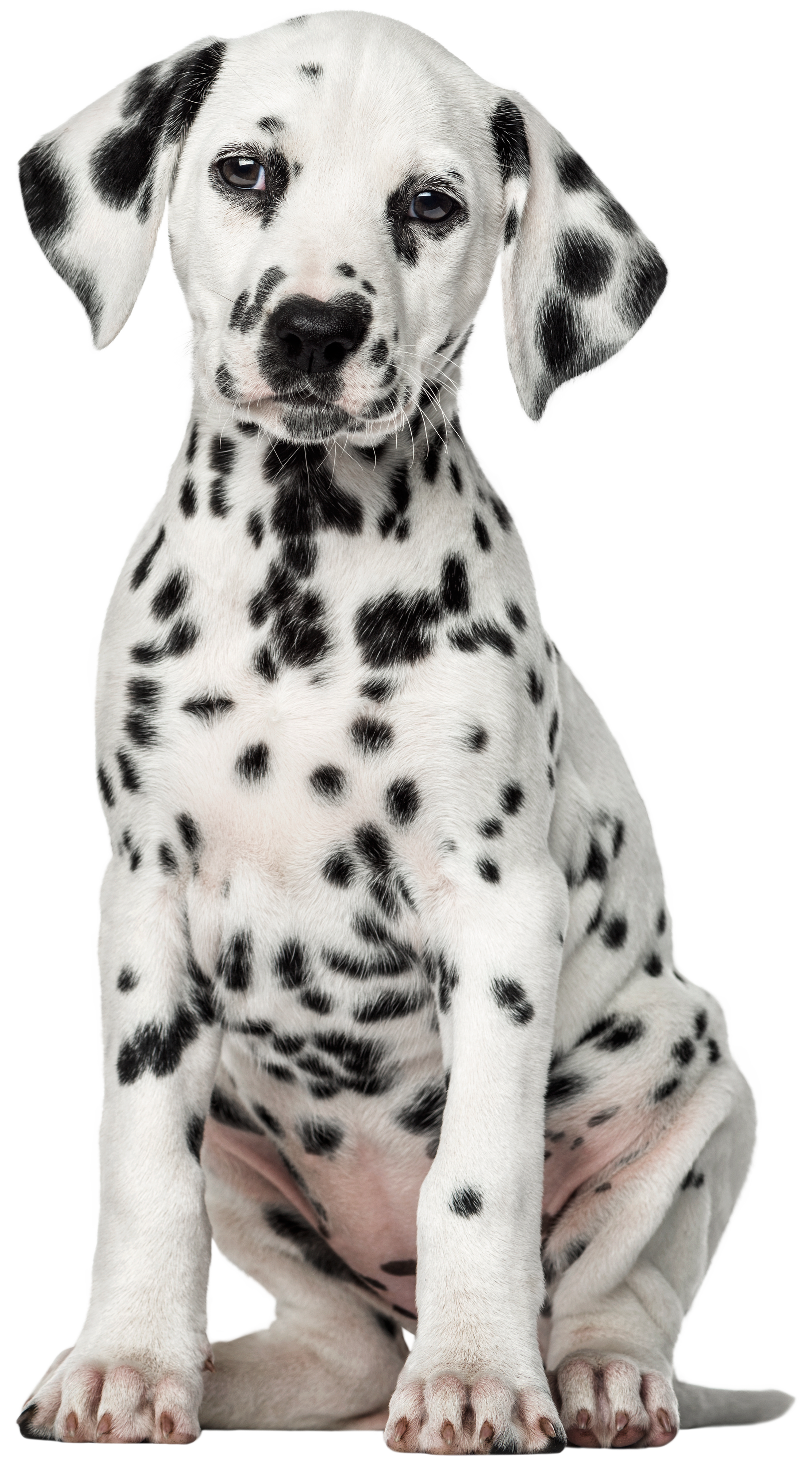 Dalmatian Dog Png Clip Art Best Web Clipart