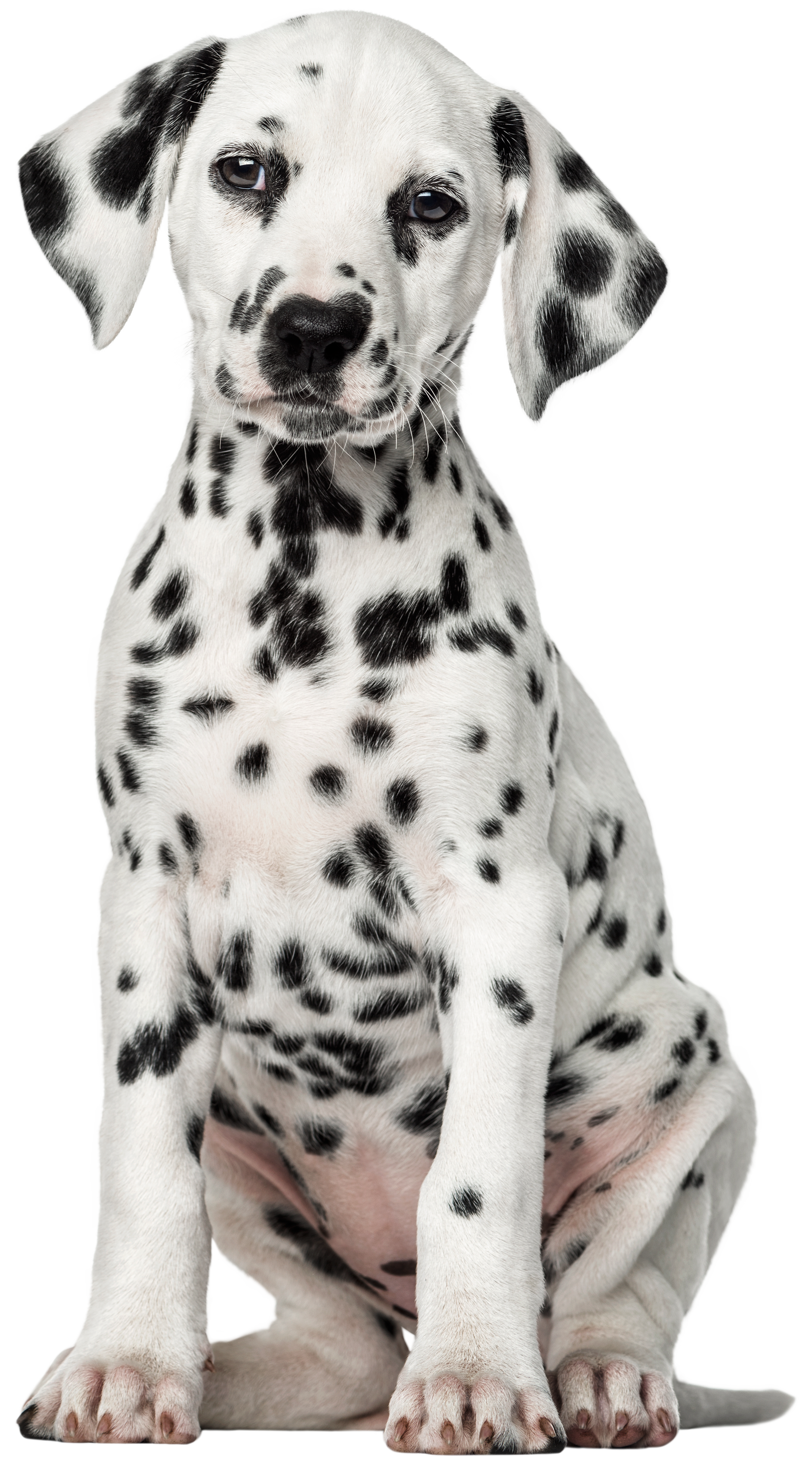 dalmatian dog clip art