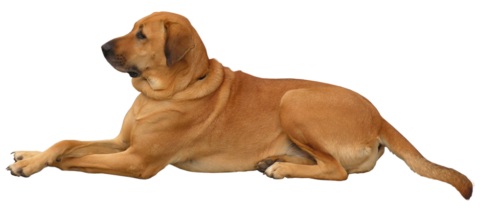 dog transparent background