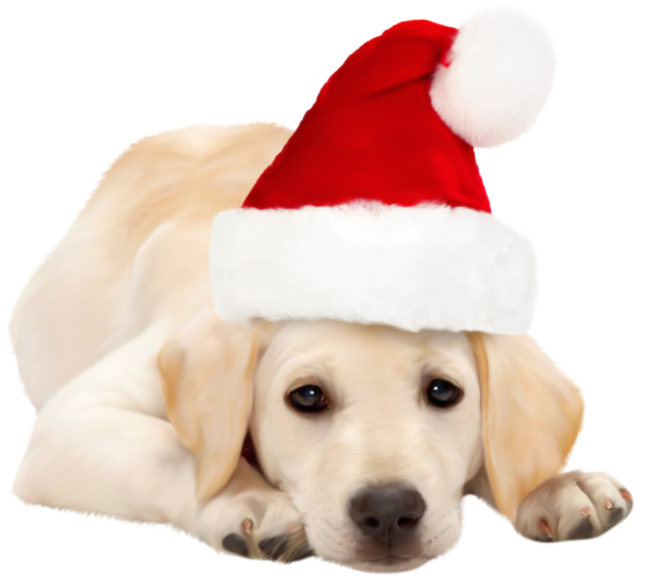 Dog with santa hat best sale