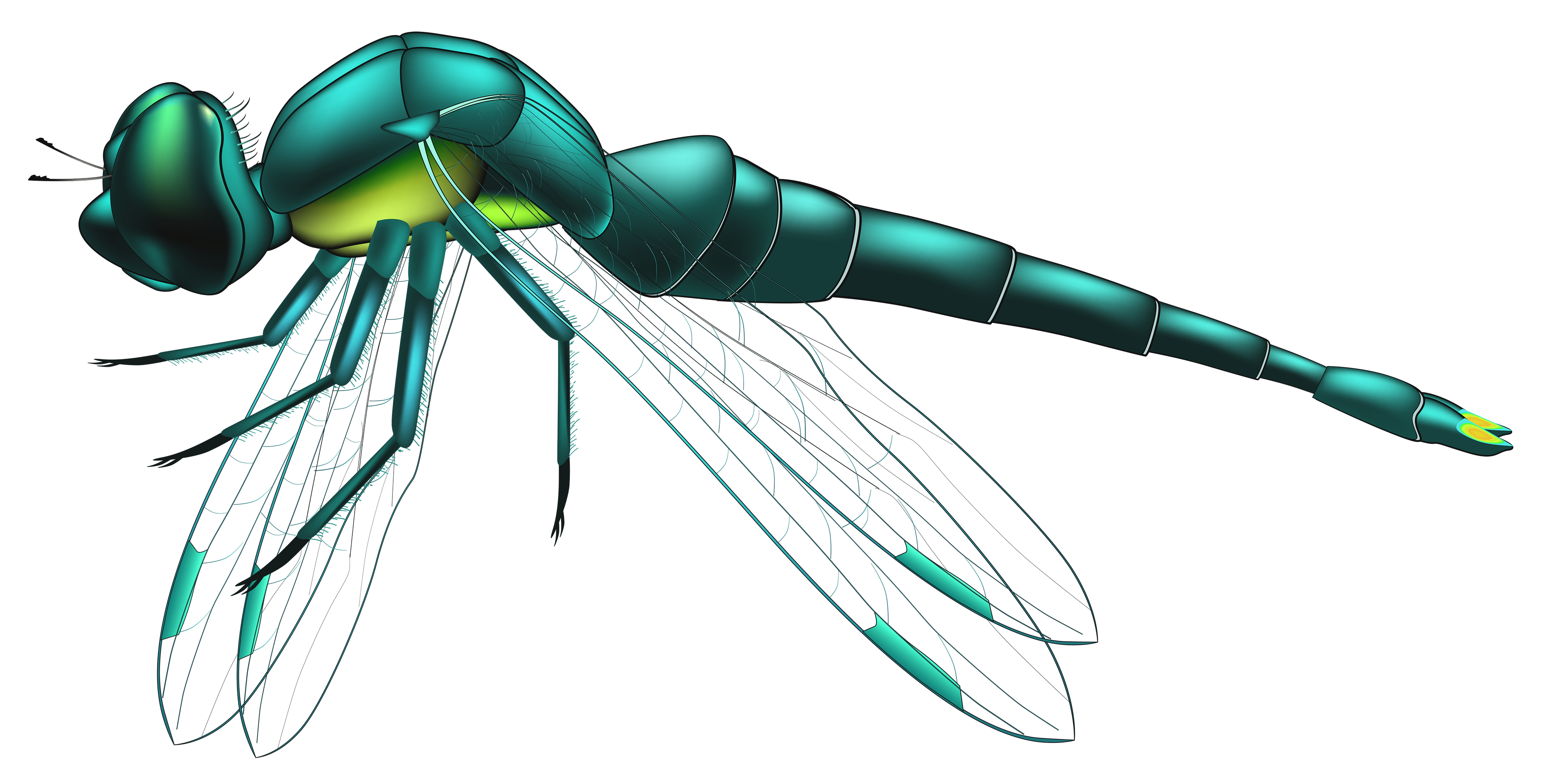 Dragonfly Blue Png Clip Art Best Web Clipart