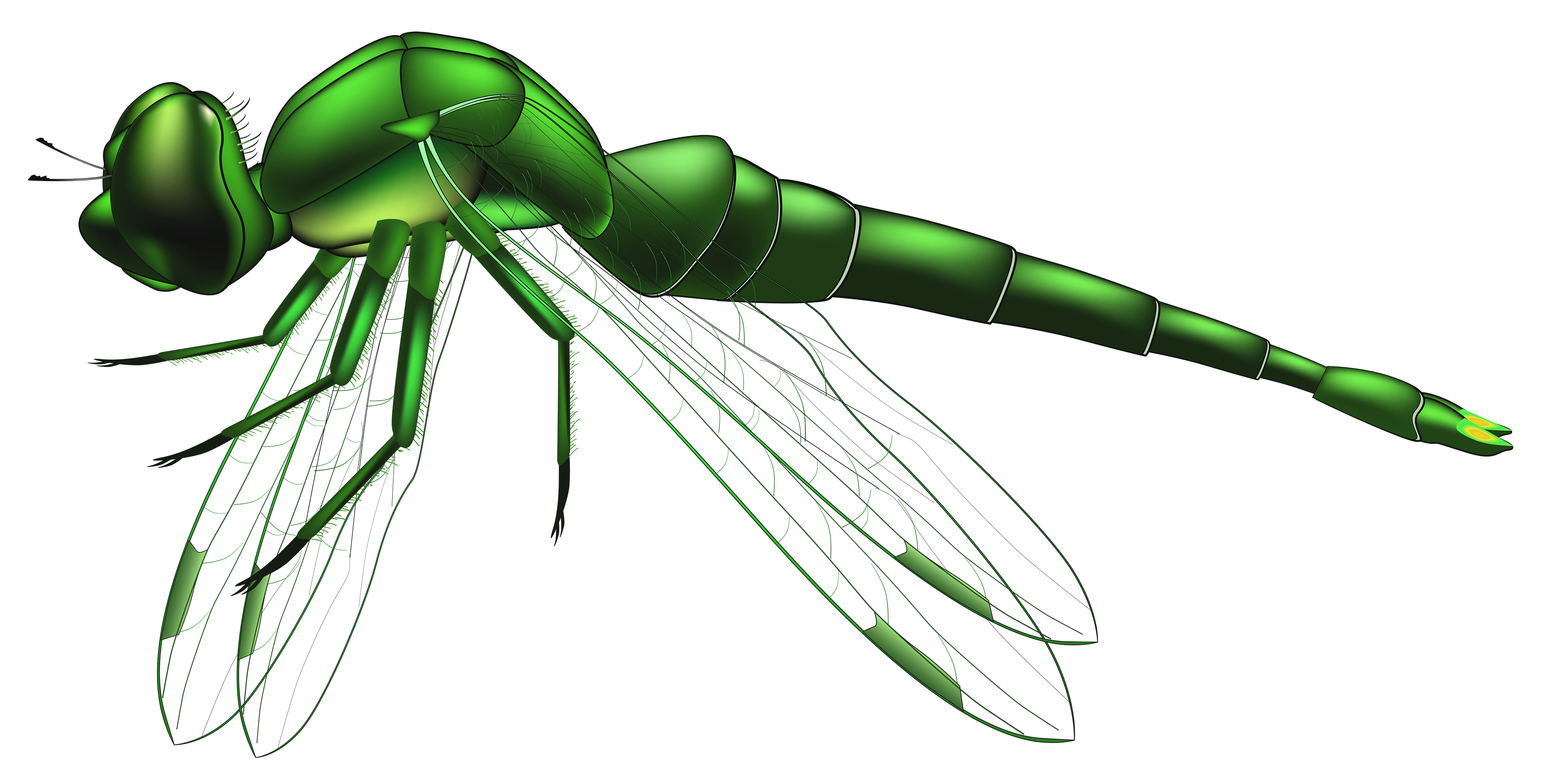 dragonfly clip art