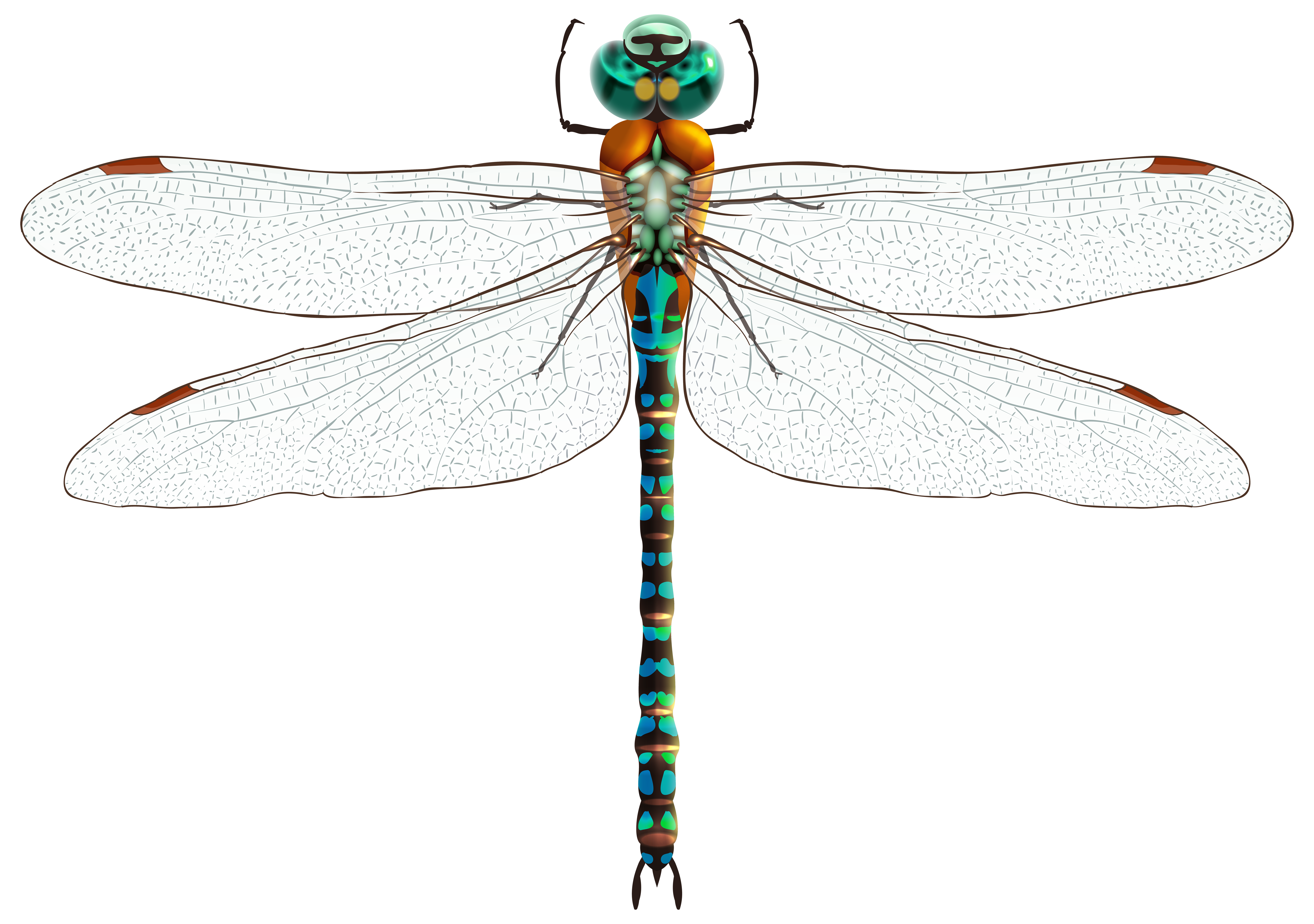 Fresh 35 of Dragonfly Clipart Png | freeskinforwm5