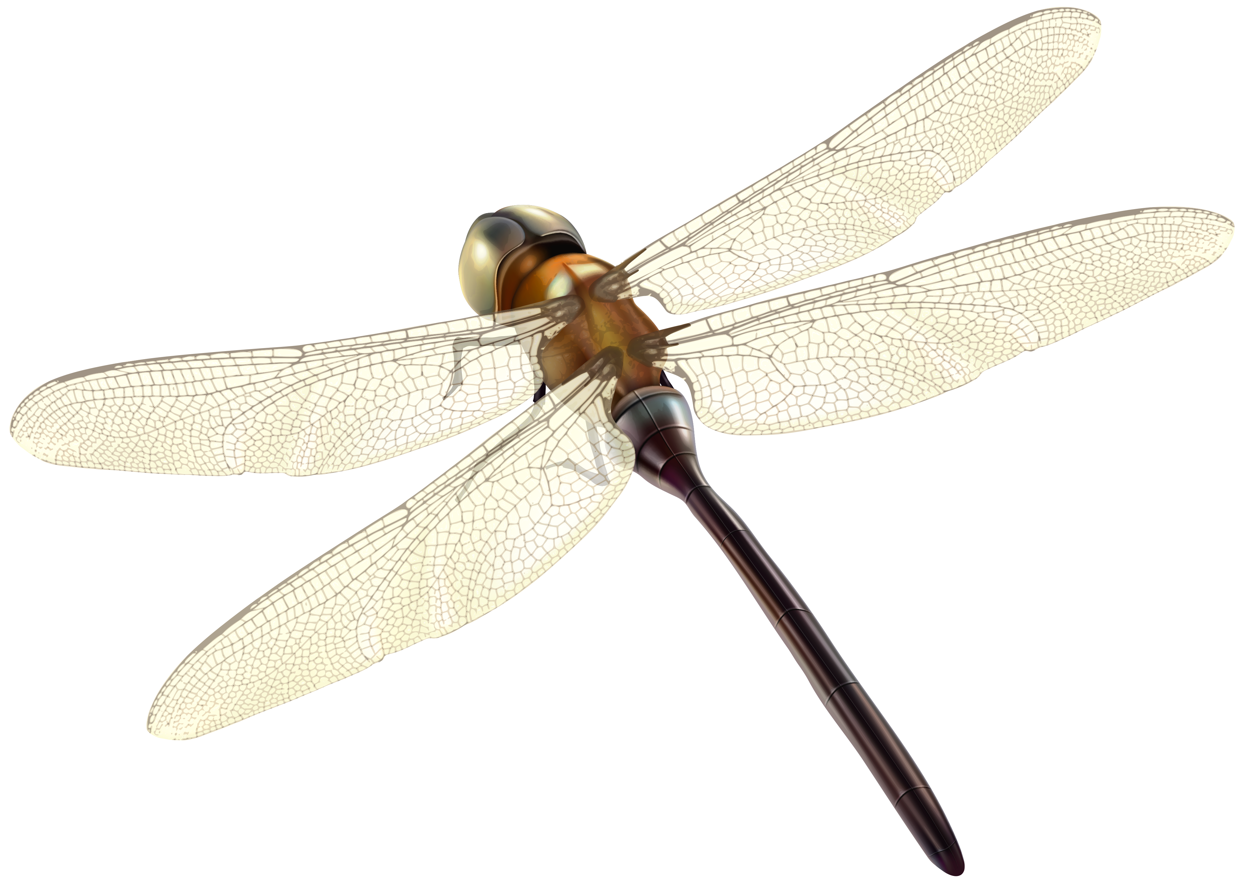 Dragonflypngclipart 2427png 4062×2884