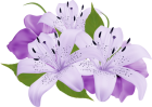 Flowers PNG Category - High-quality transparent PNG Clipart Images