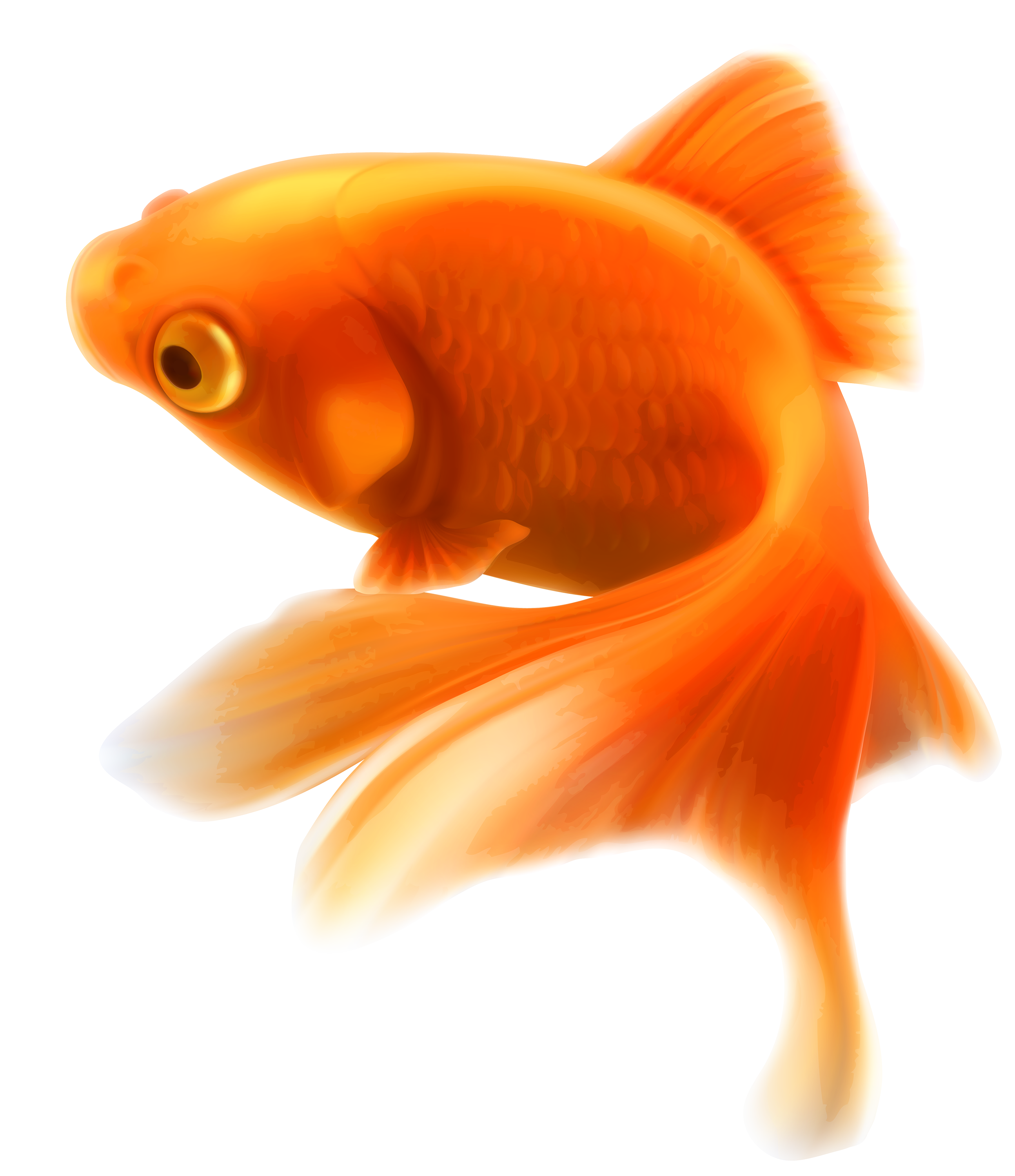 Gold_Fish_PNG_Clipart 434