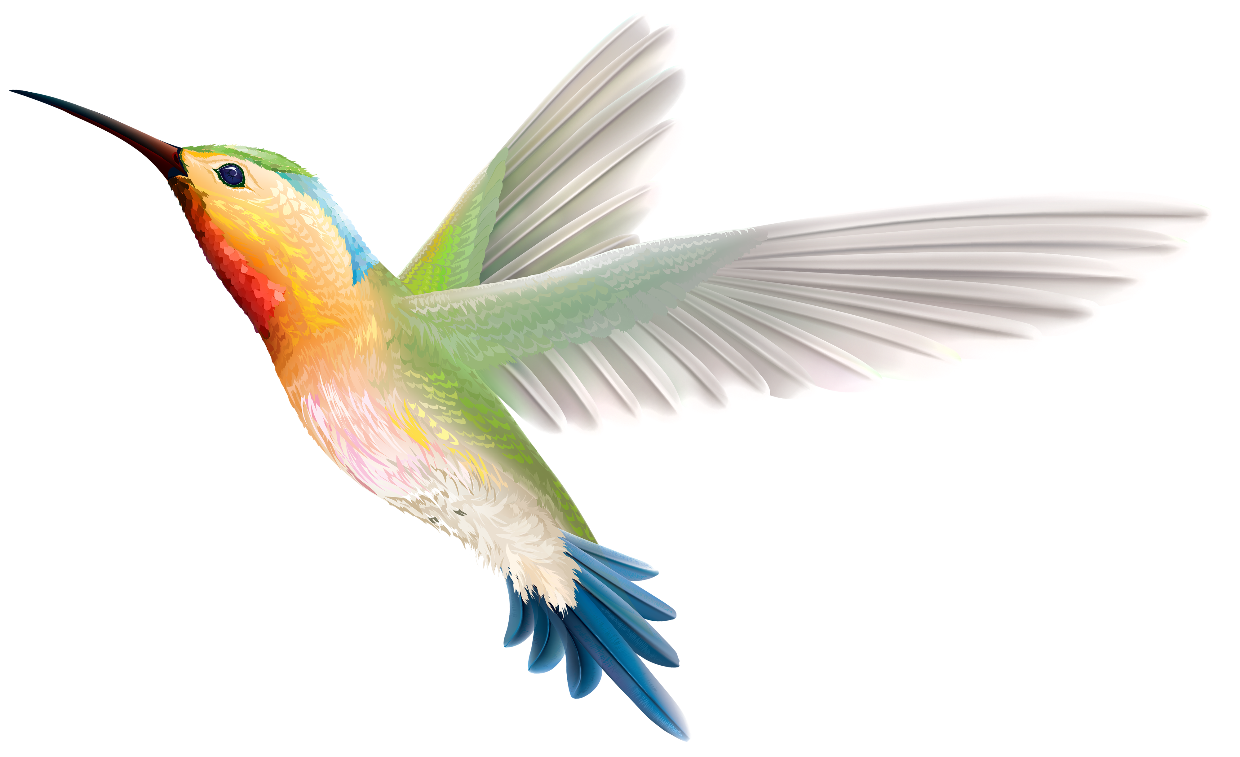 hummingbird clip art