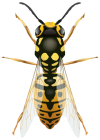 Insects PNG Category - High-quality transparent PNG Clipart Images