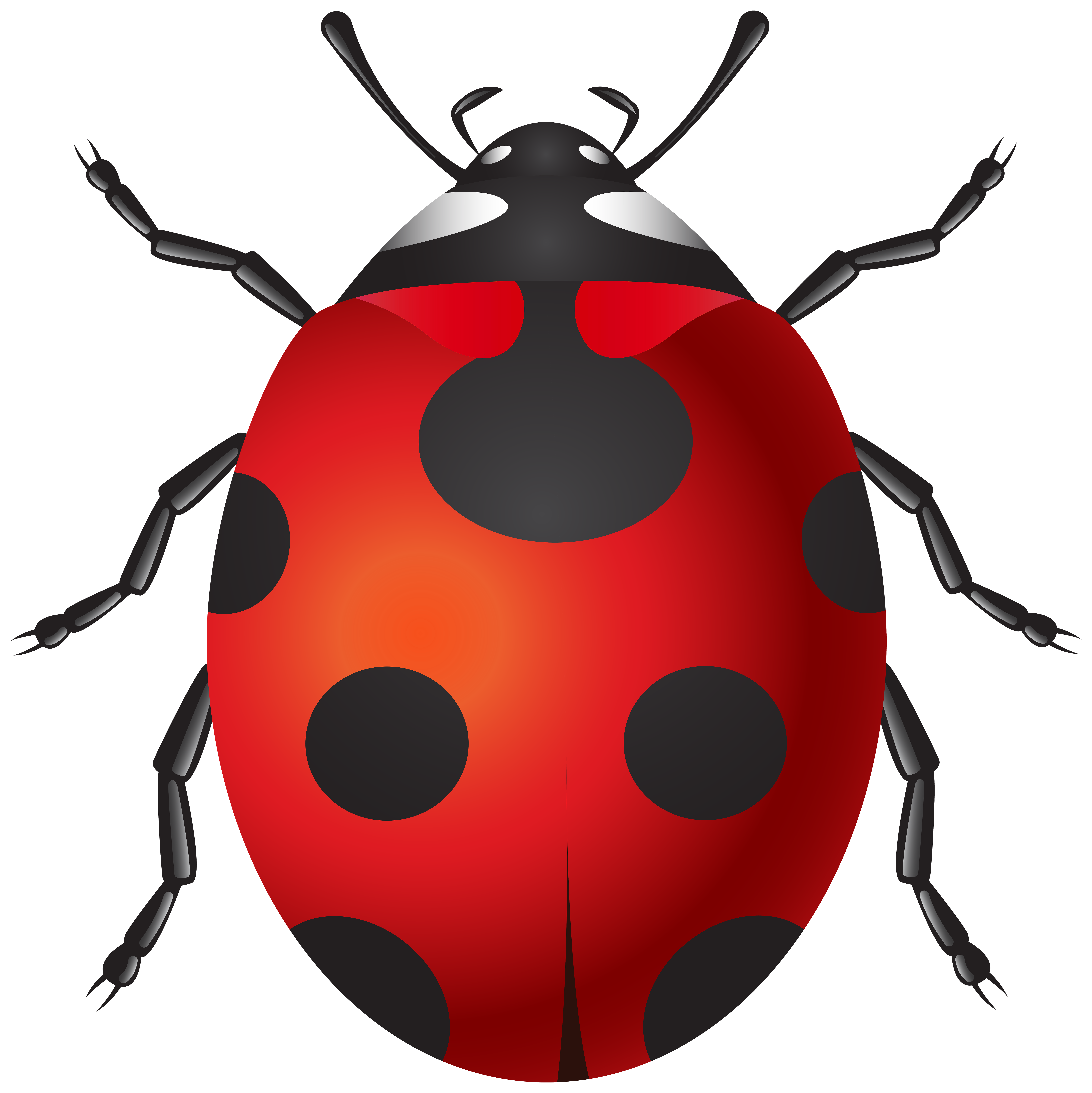 Ladybug Png Clip Art Best Web Clipart