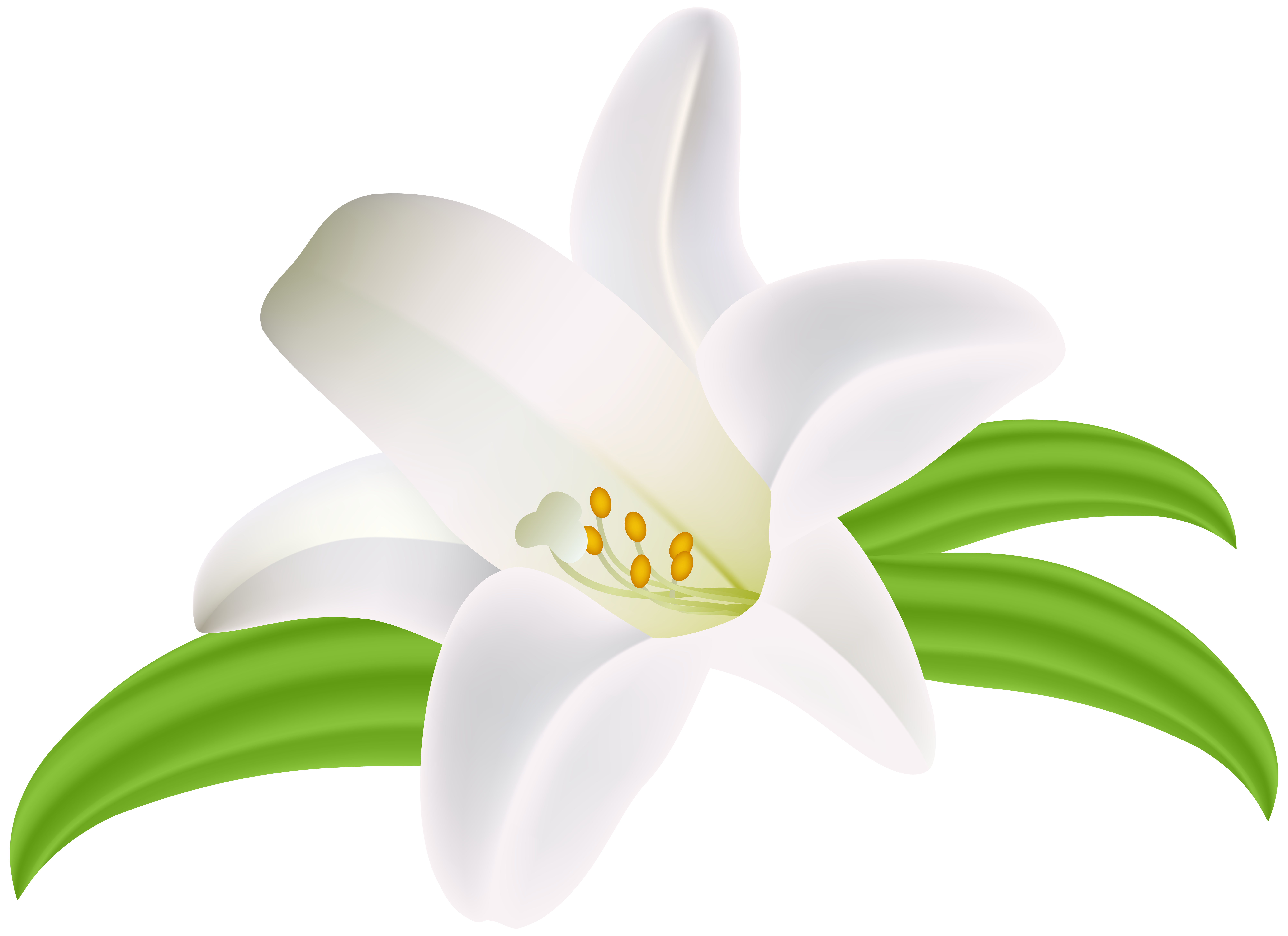 Image Lily Flower Image Collections Beautiful Exotic Flowers