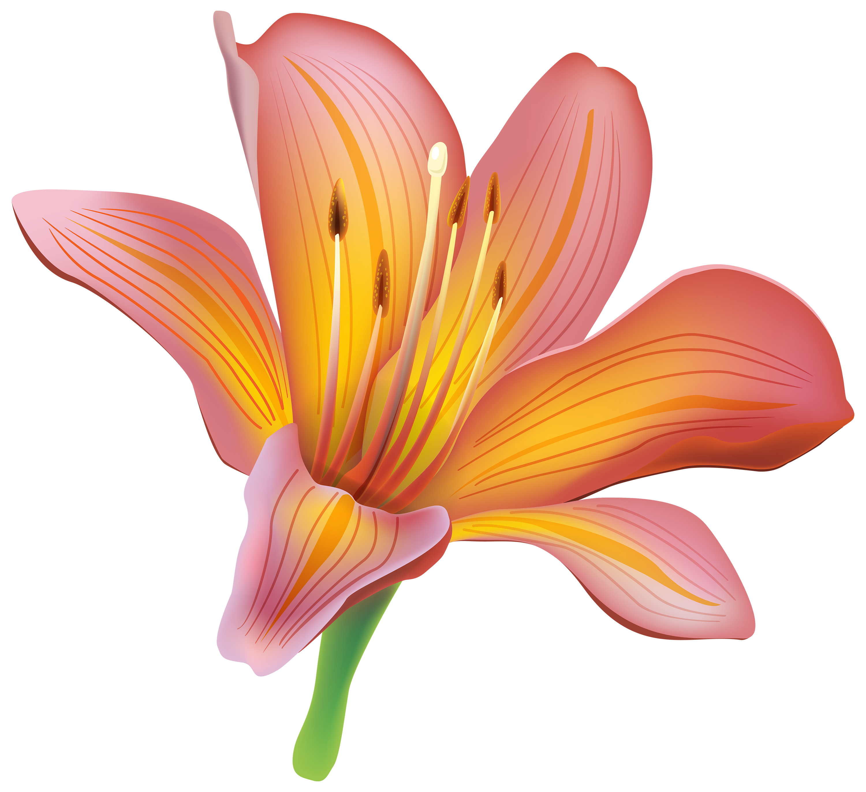 Lily Flower Png Clipart Best Web Clipart