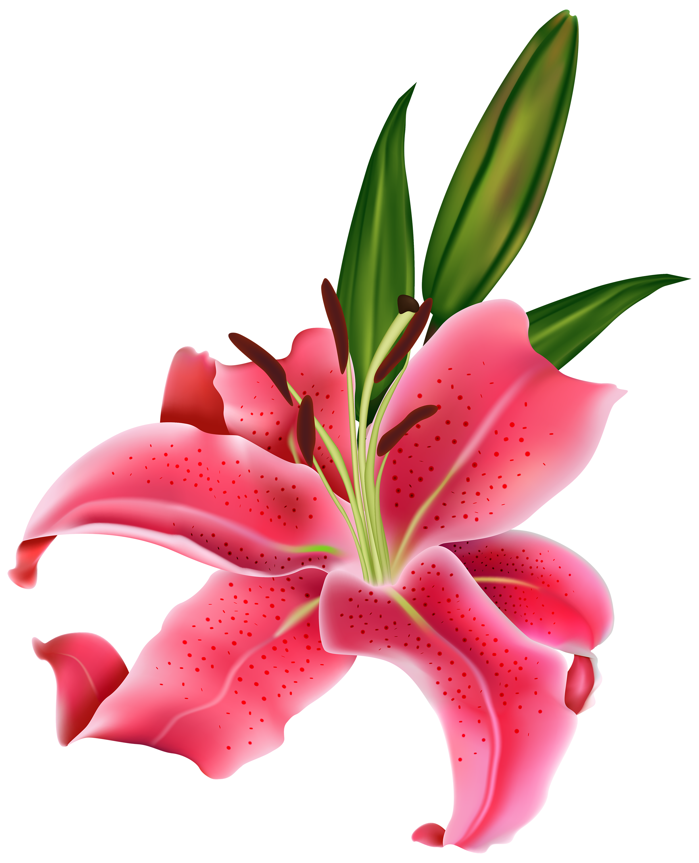 Lily Pink Flower Png Clipart Best Web Clipart