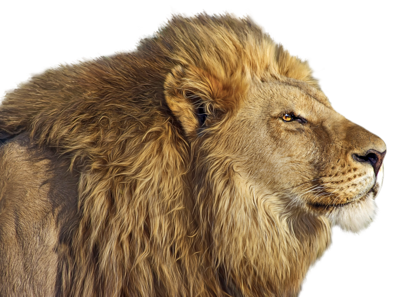 Lion PNG Clip Art - Best WEB Clipart