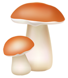 Mushrooms PNG Category - High-quality transparent PNG Clipart Images