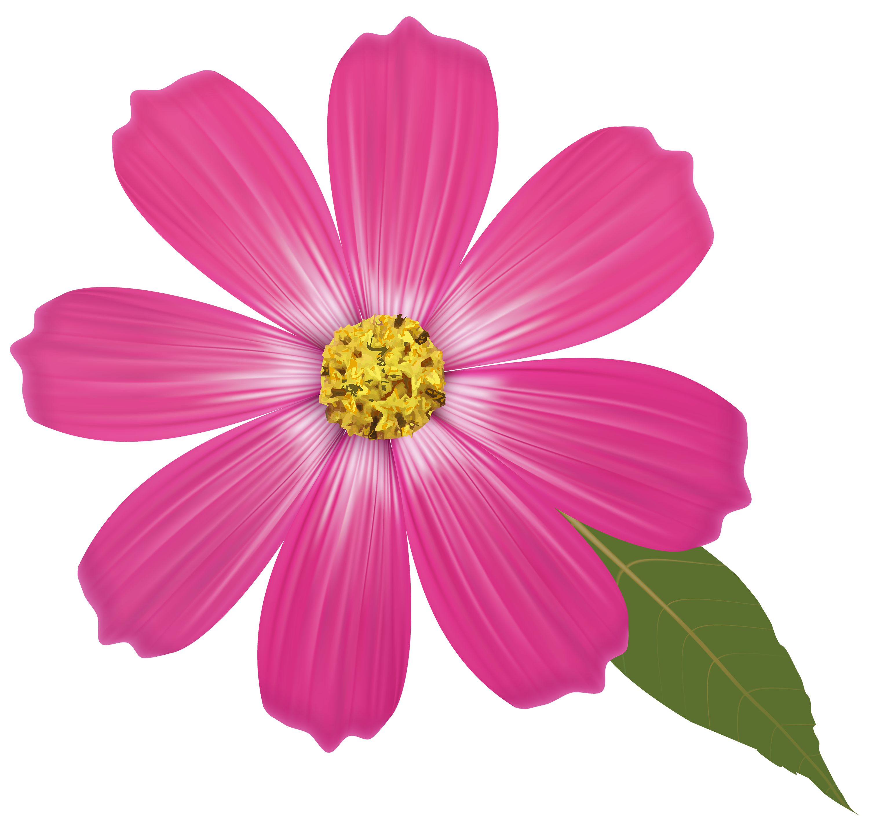 pink flower images