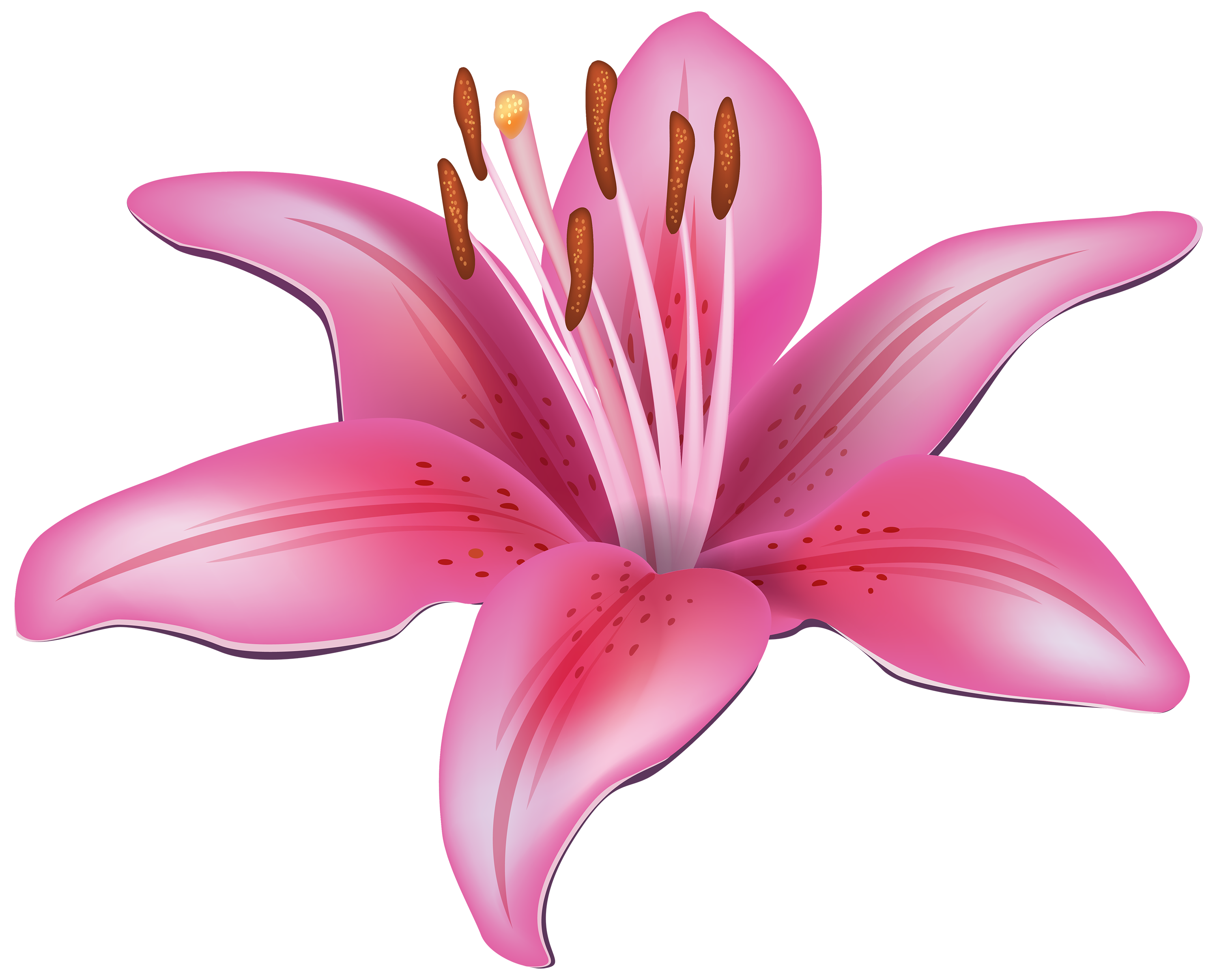 Pink Lily Flower Png Clipart Best Web