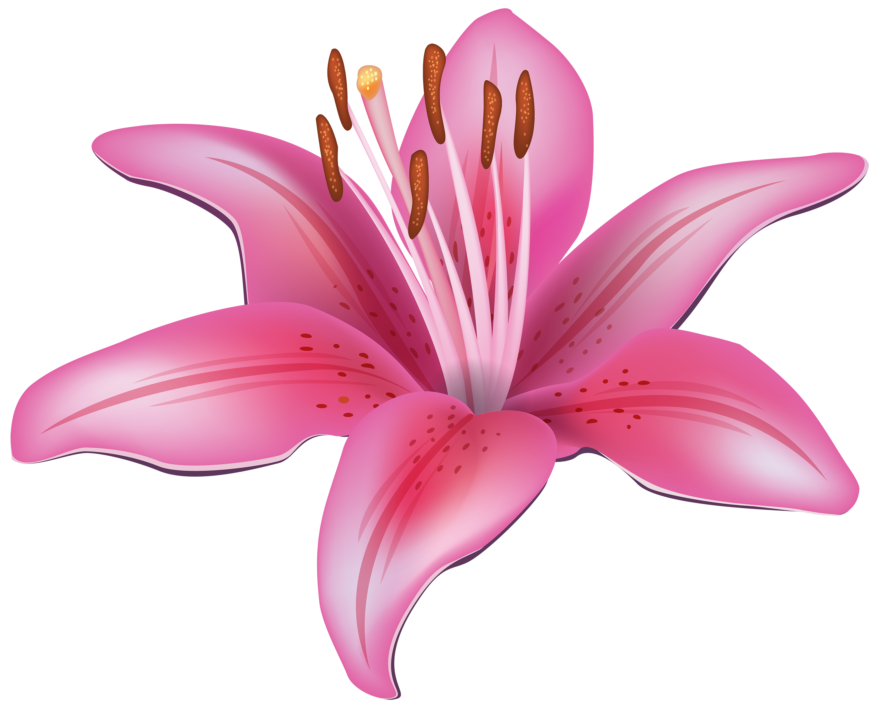 pink lily flower png clipart best web clipart pink lily flower png clipart best web