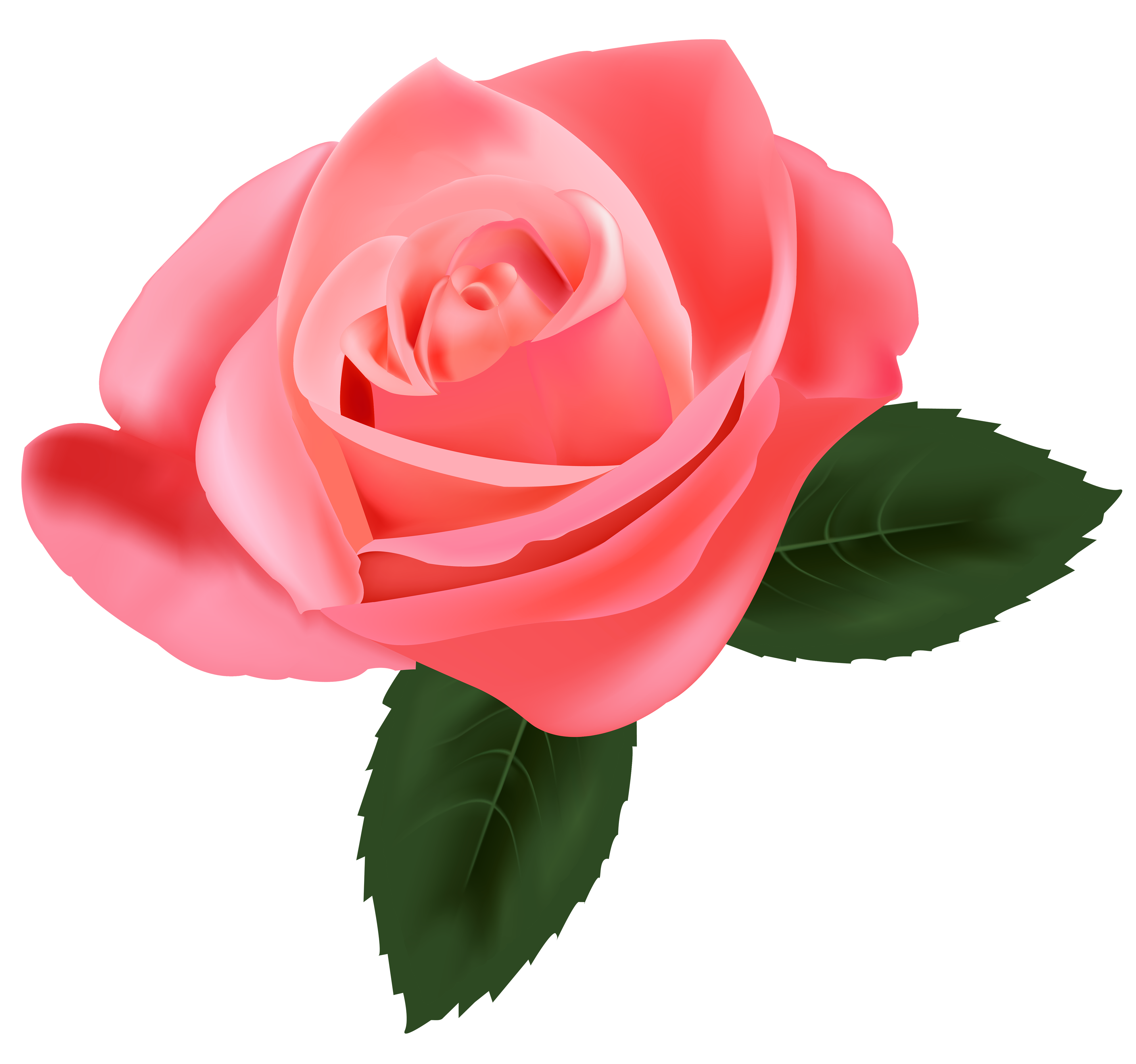 pink roses clipart