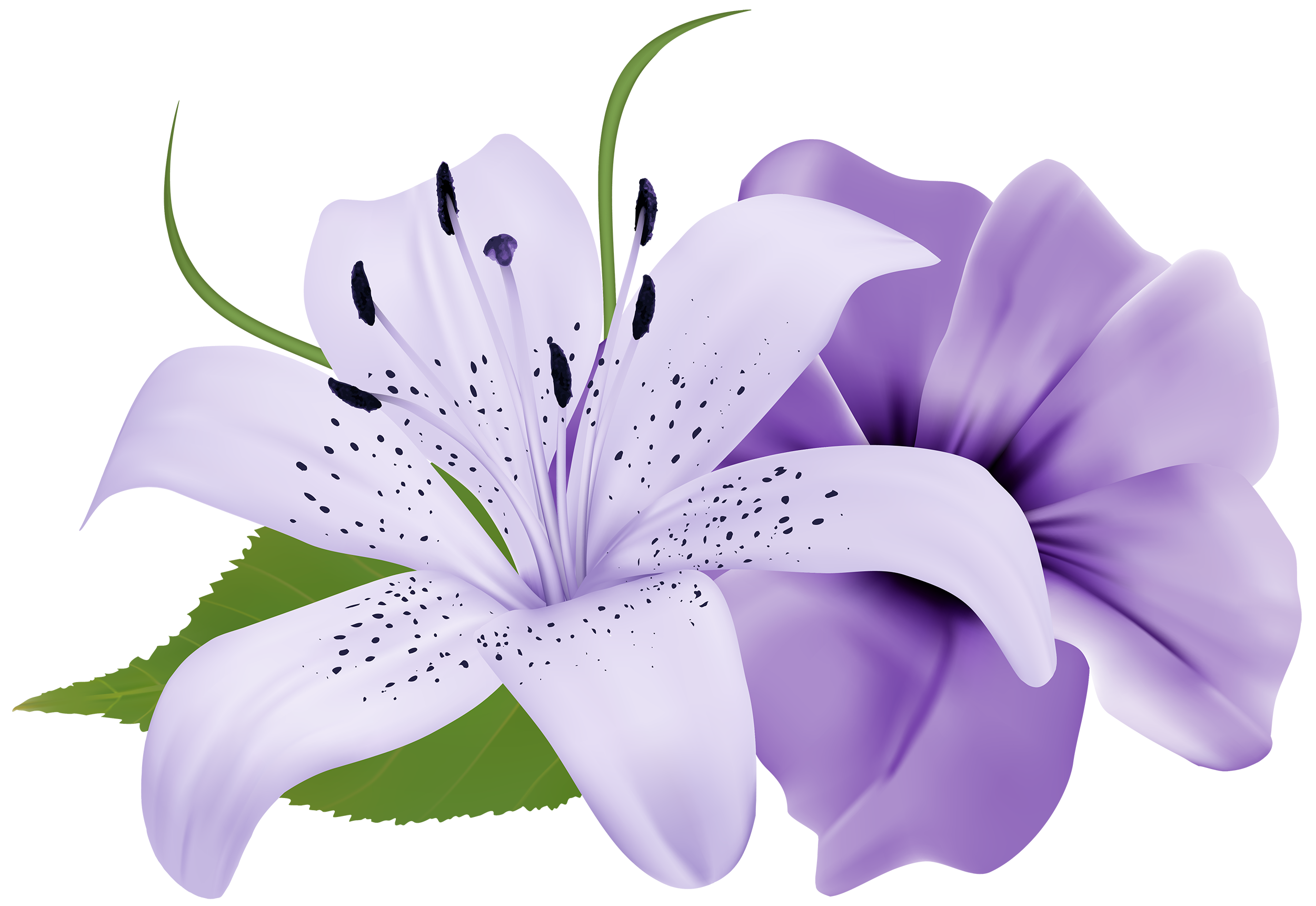 Free Free 69 Transparent Background Purple Flower Svg SVG PNG EPS DXF File