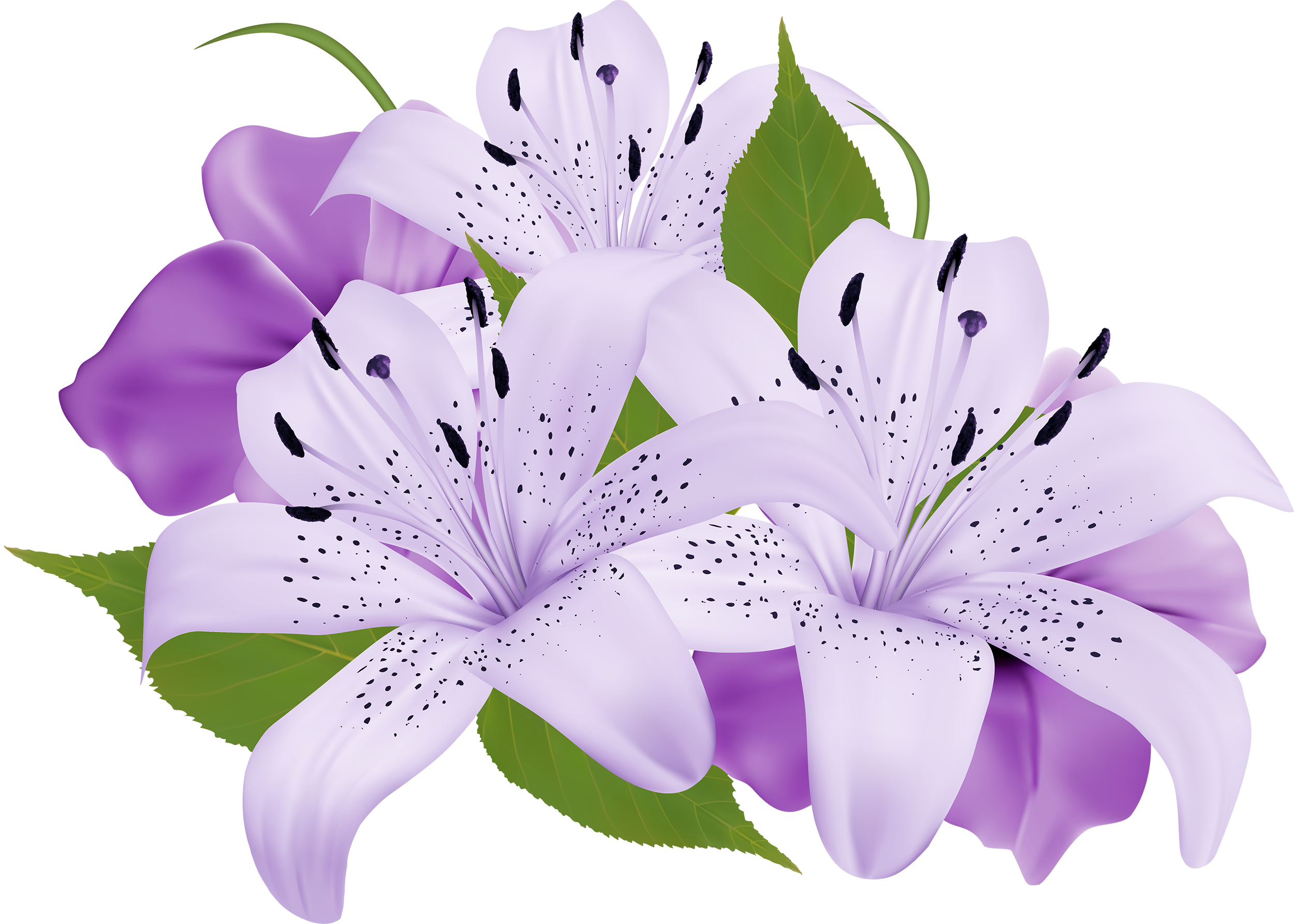 Purple Flower Transparent Background