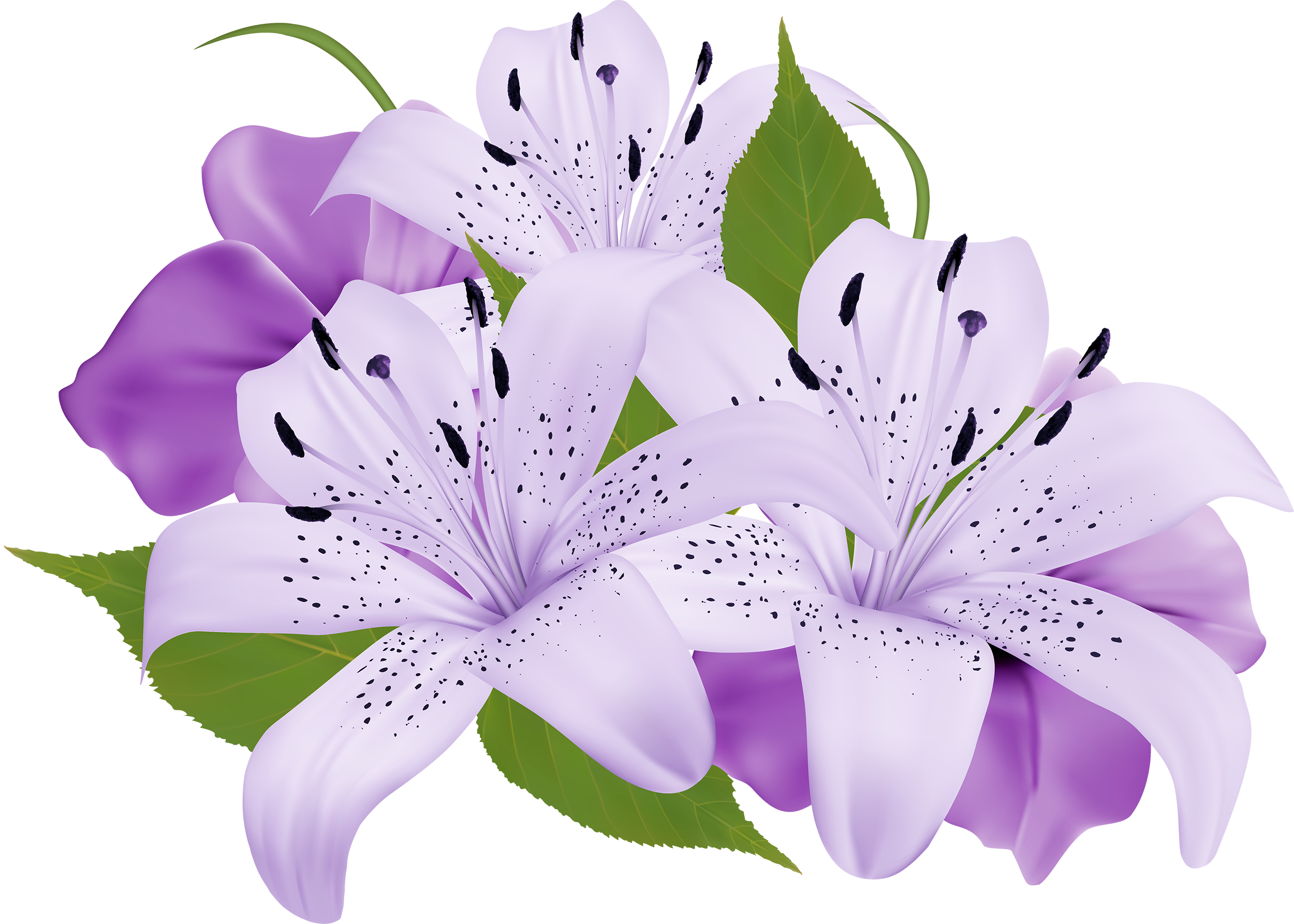 purple flower clip art png