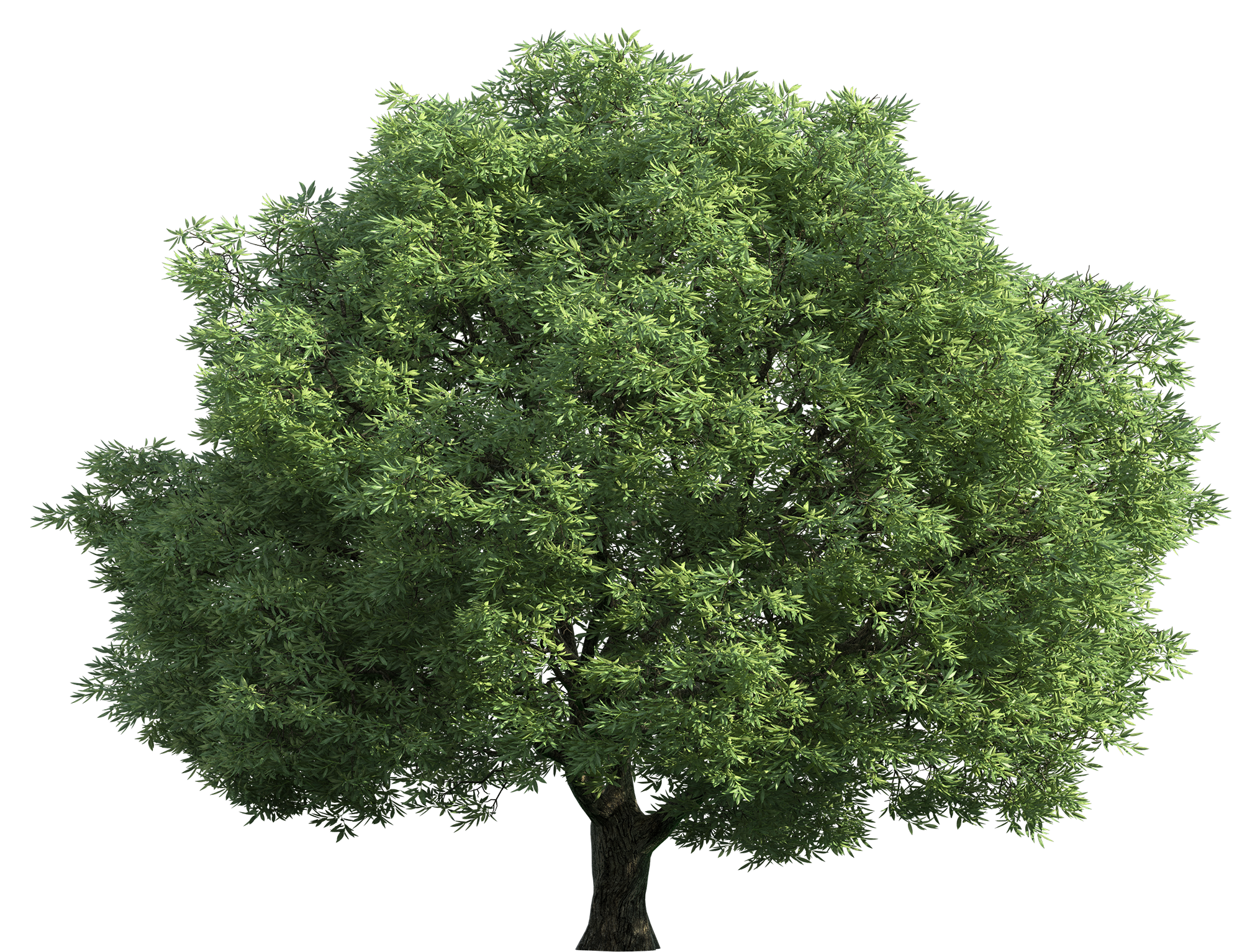 Realistic Green Tree PNG Clip Art - Best WEB Clipart