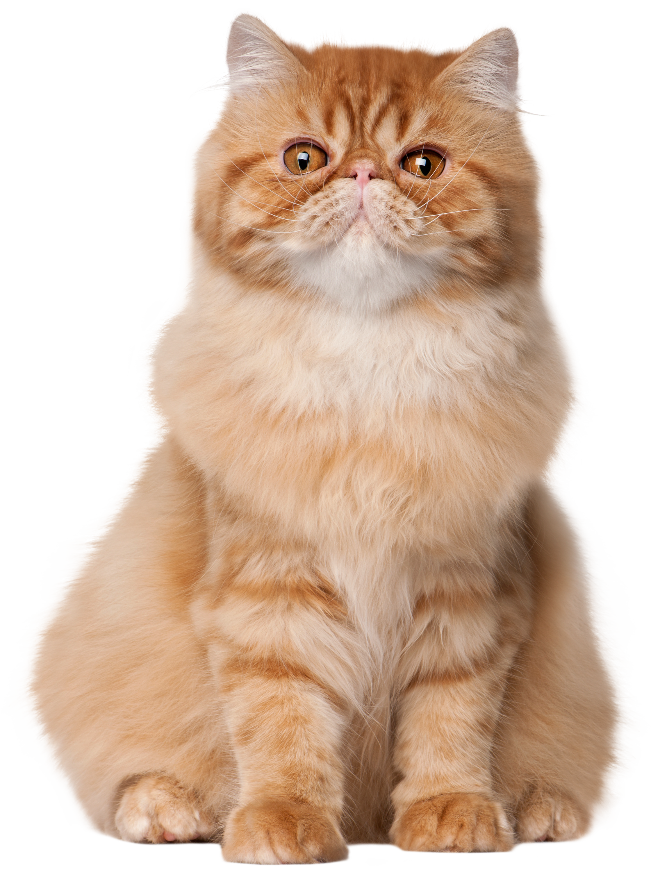 cute cat png