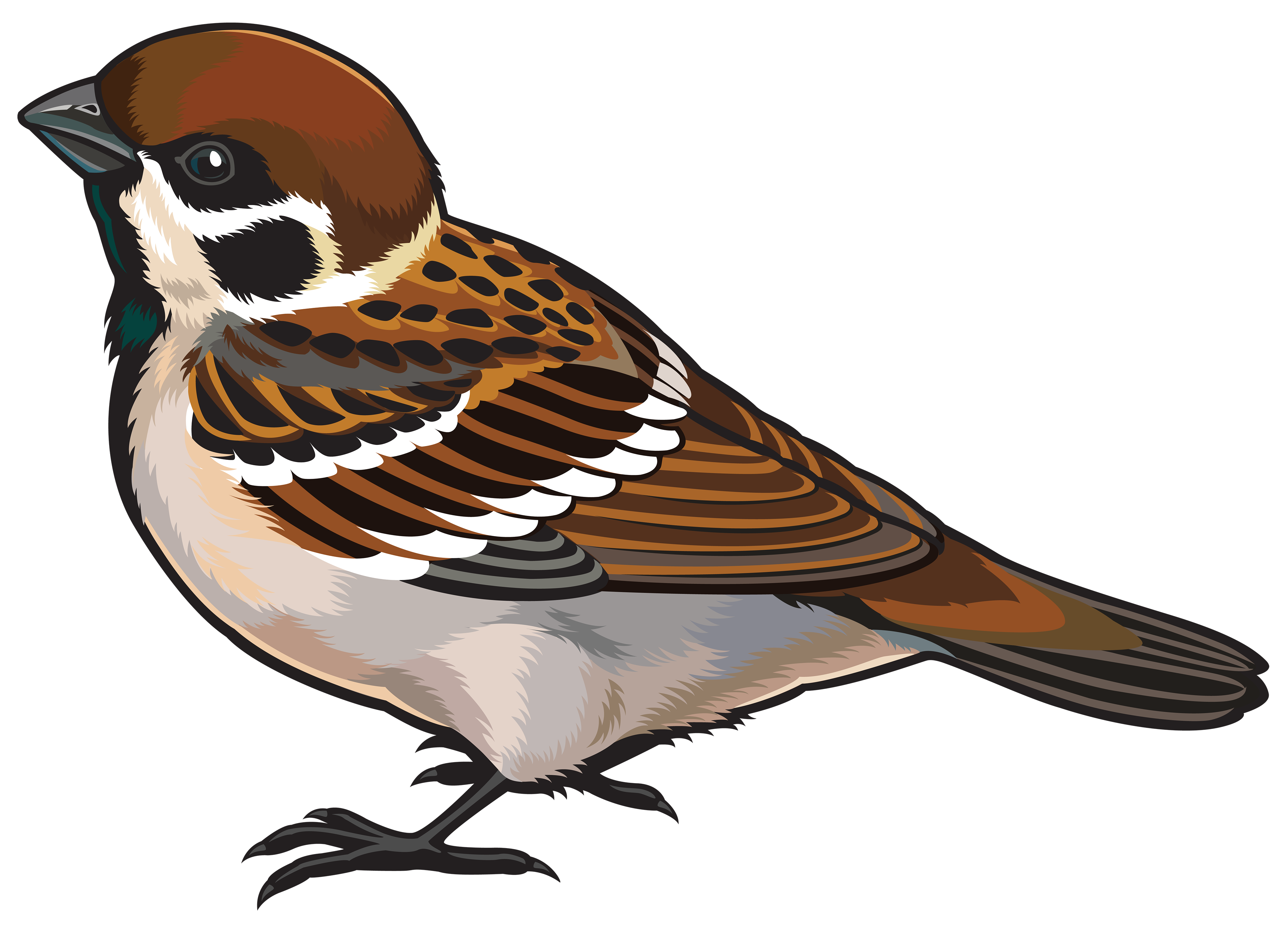 Image result for sparrow clipart