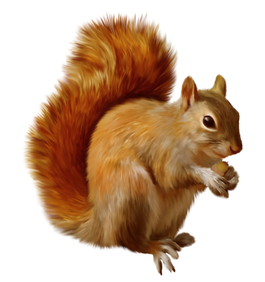 squirrel clip art