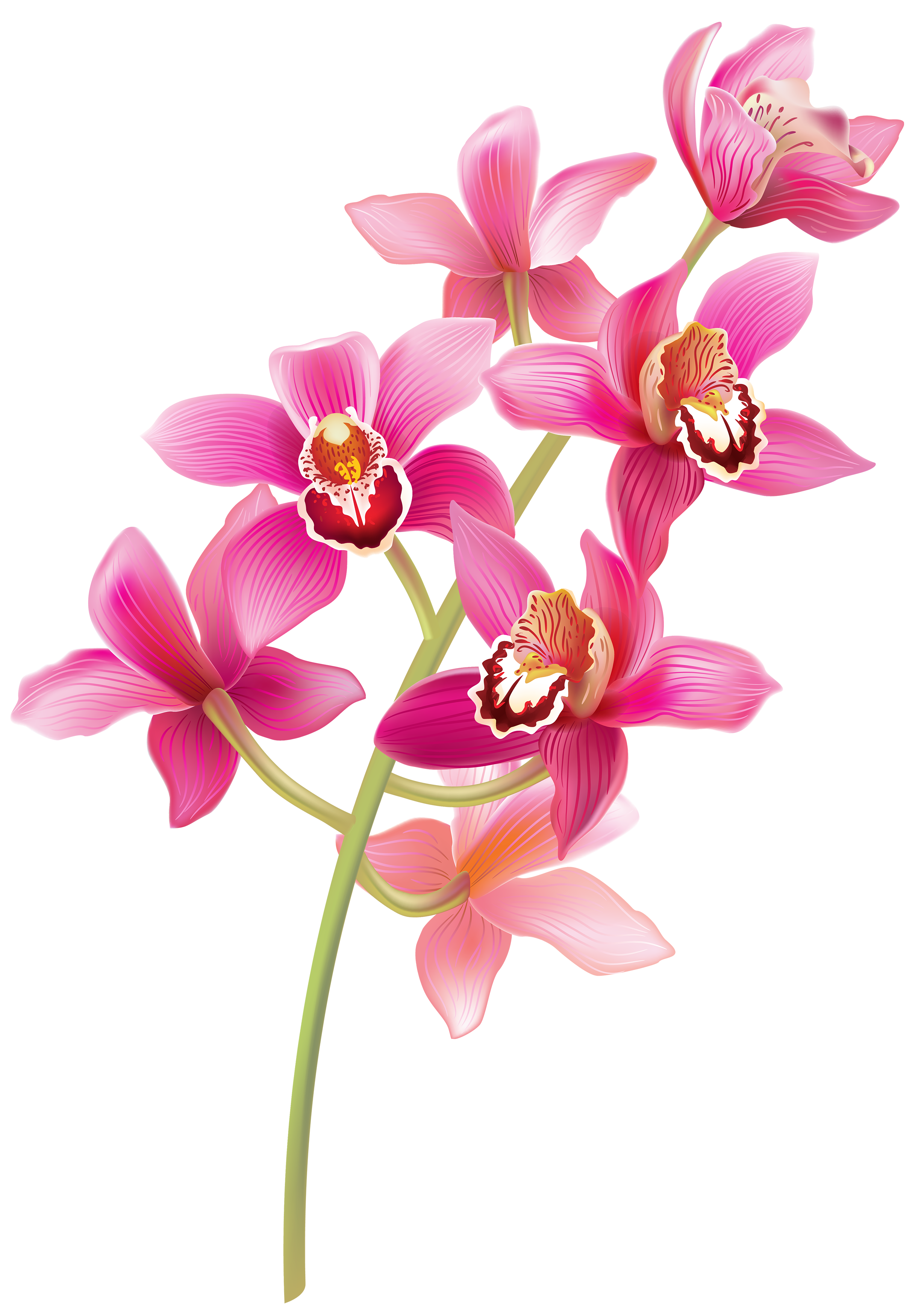 Stem Pink Orchids PNG Clipart - Best WEB Clipart