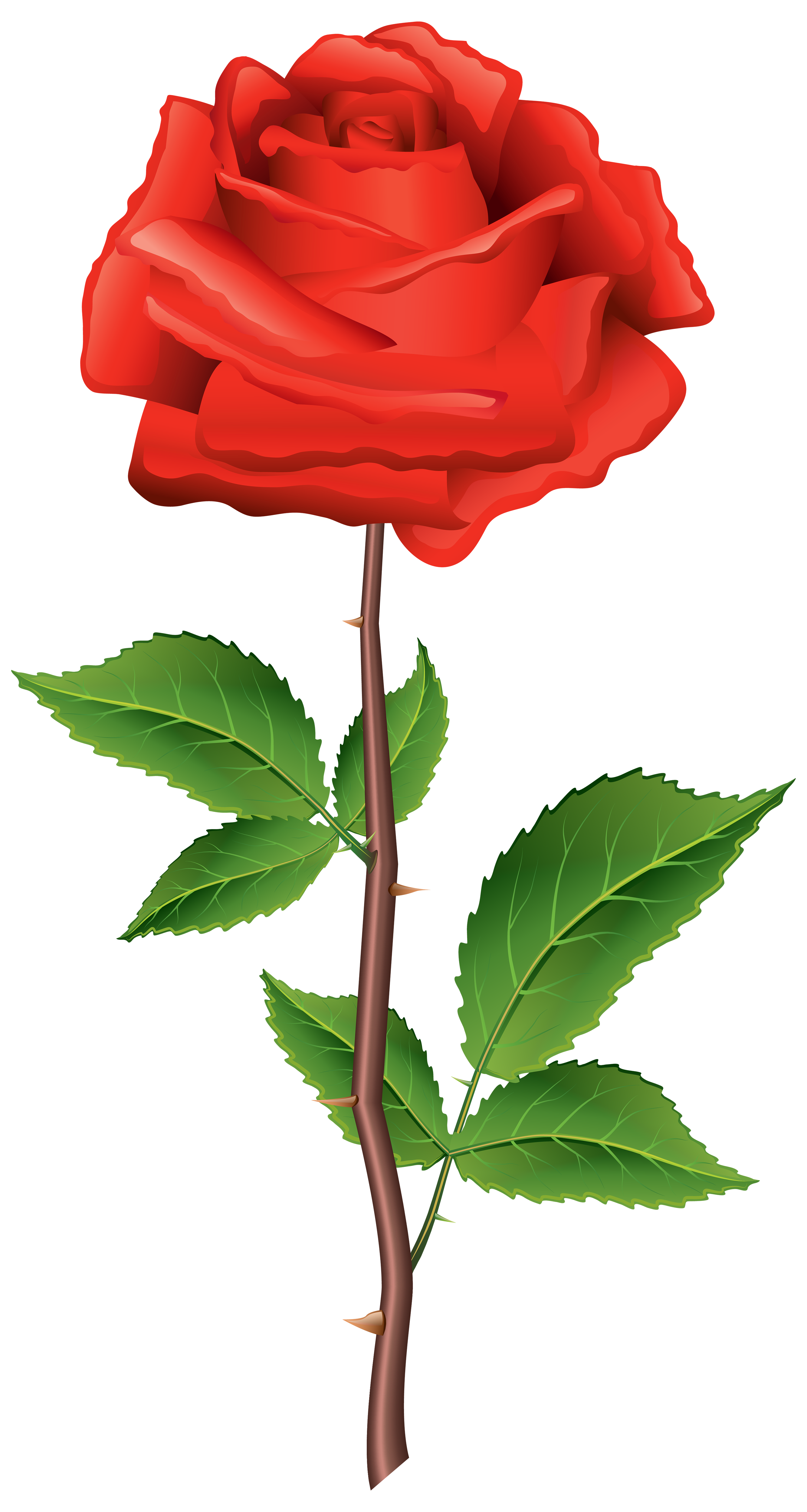 single stem rose png