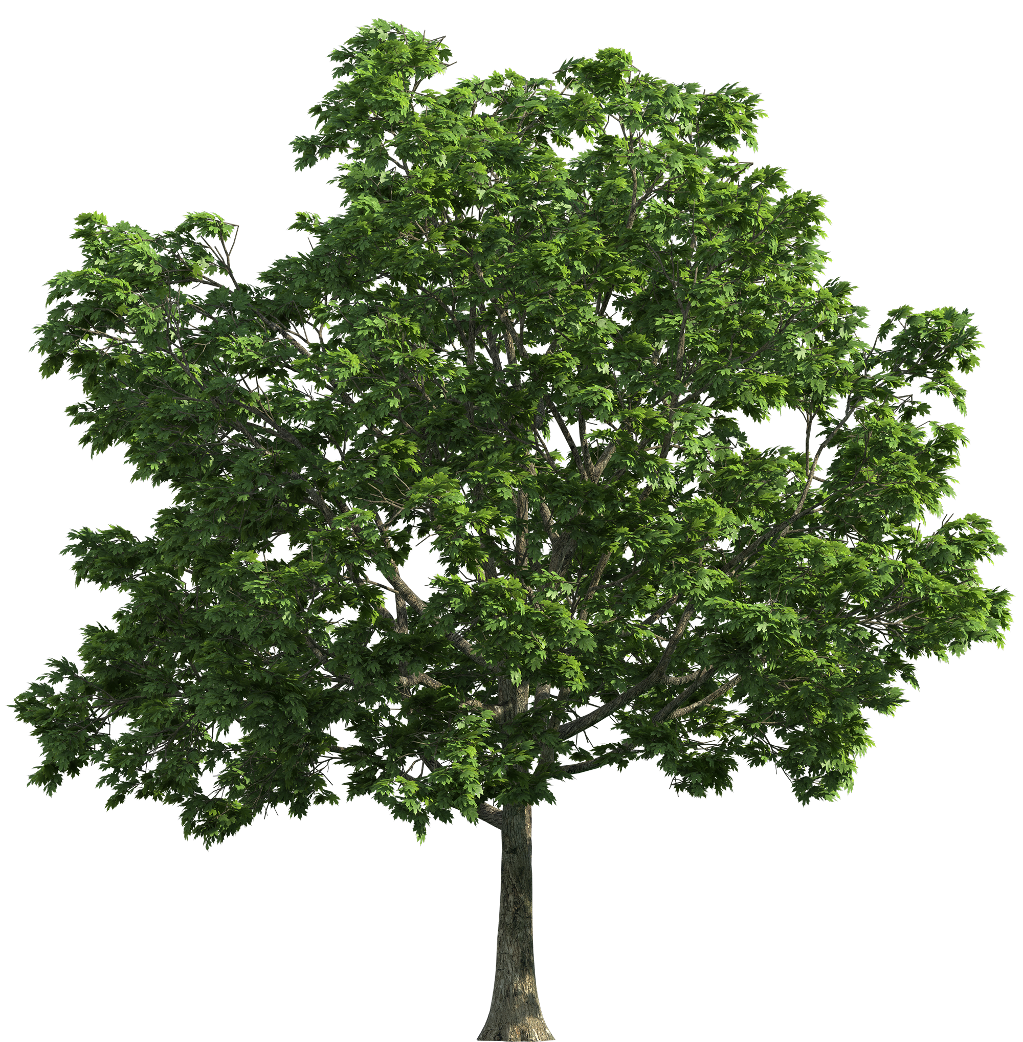 oak tree transparent background