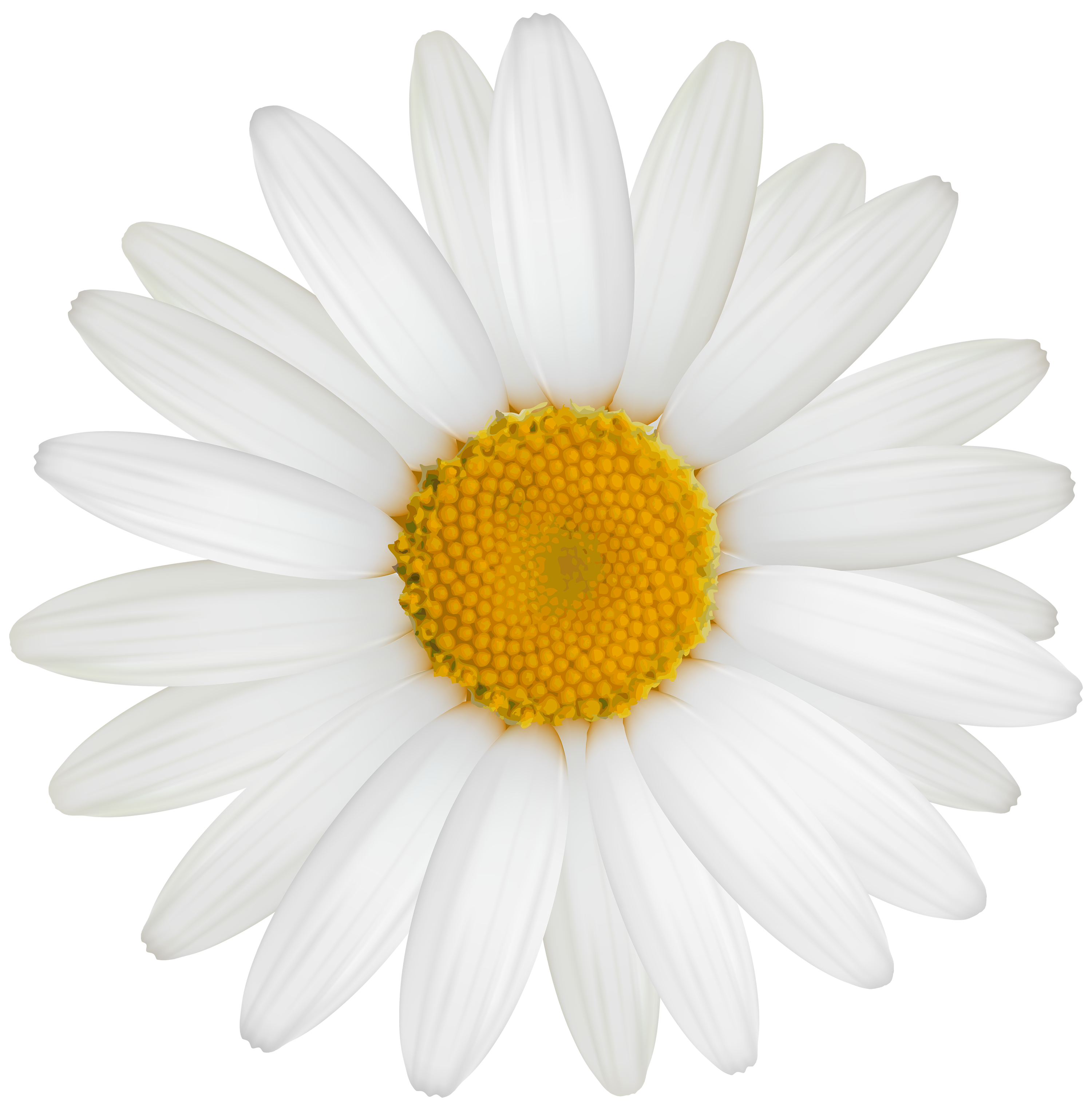 White Daisy Png Clipart Best Web Clipart