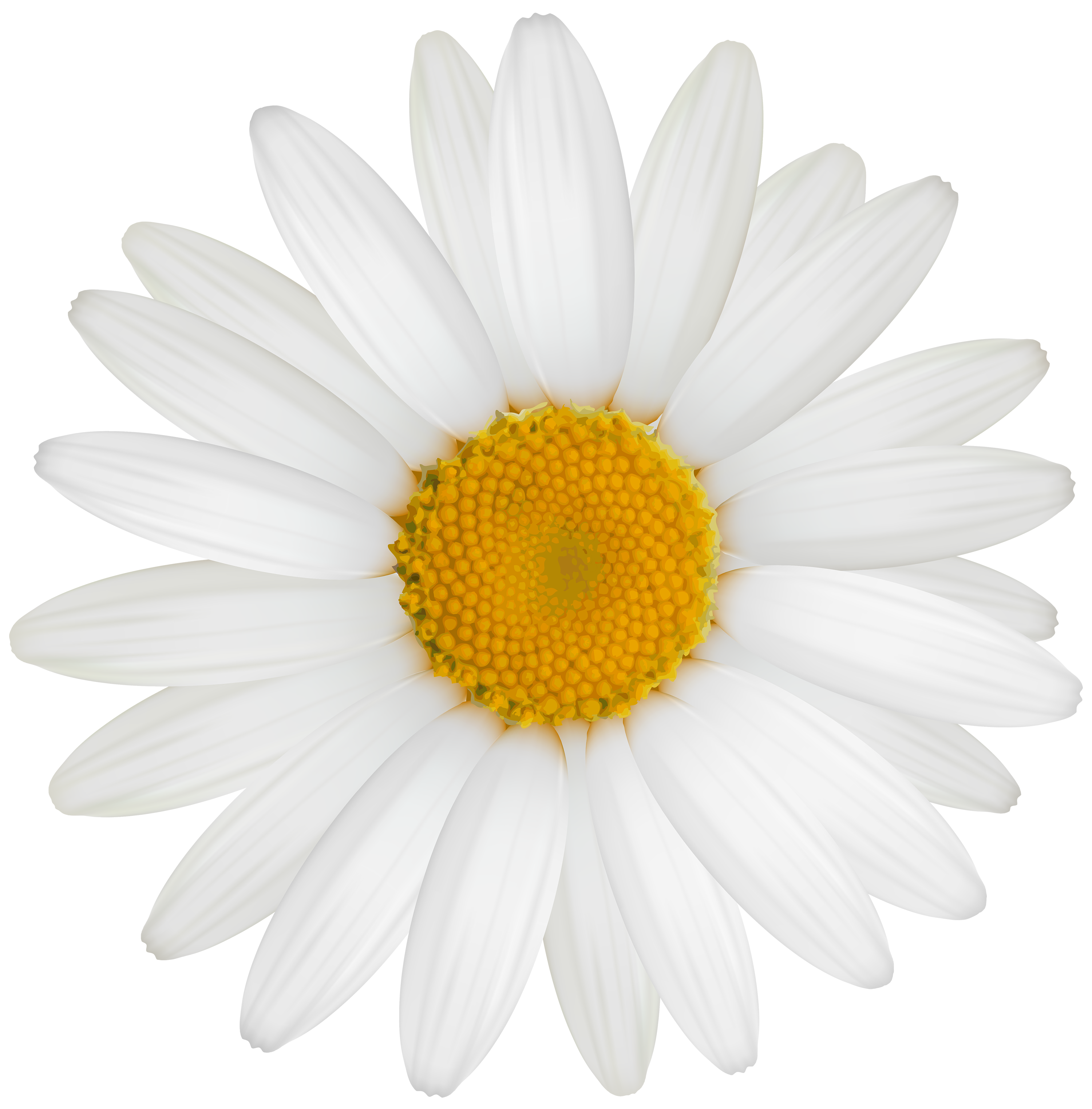 daisy clipart