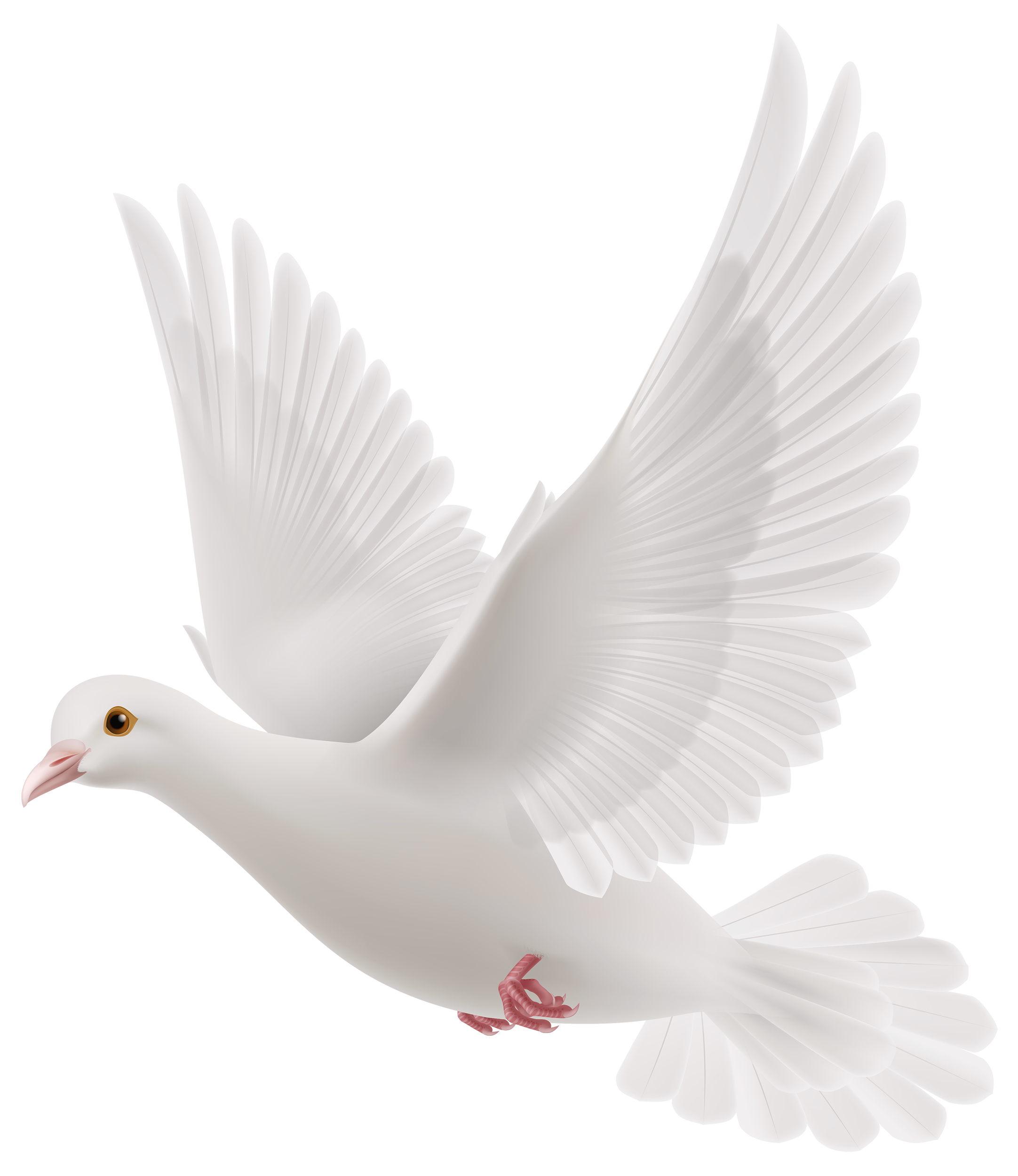 white dove birds