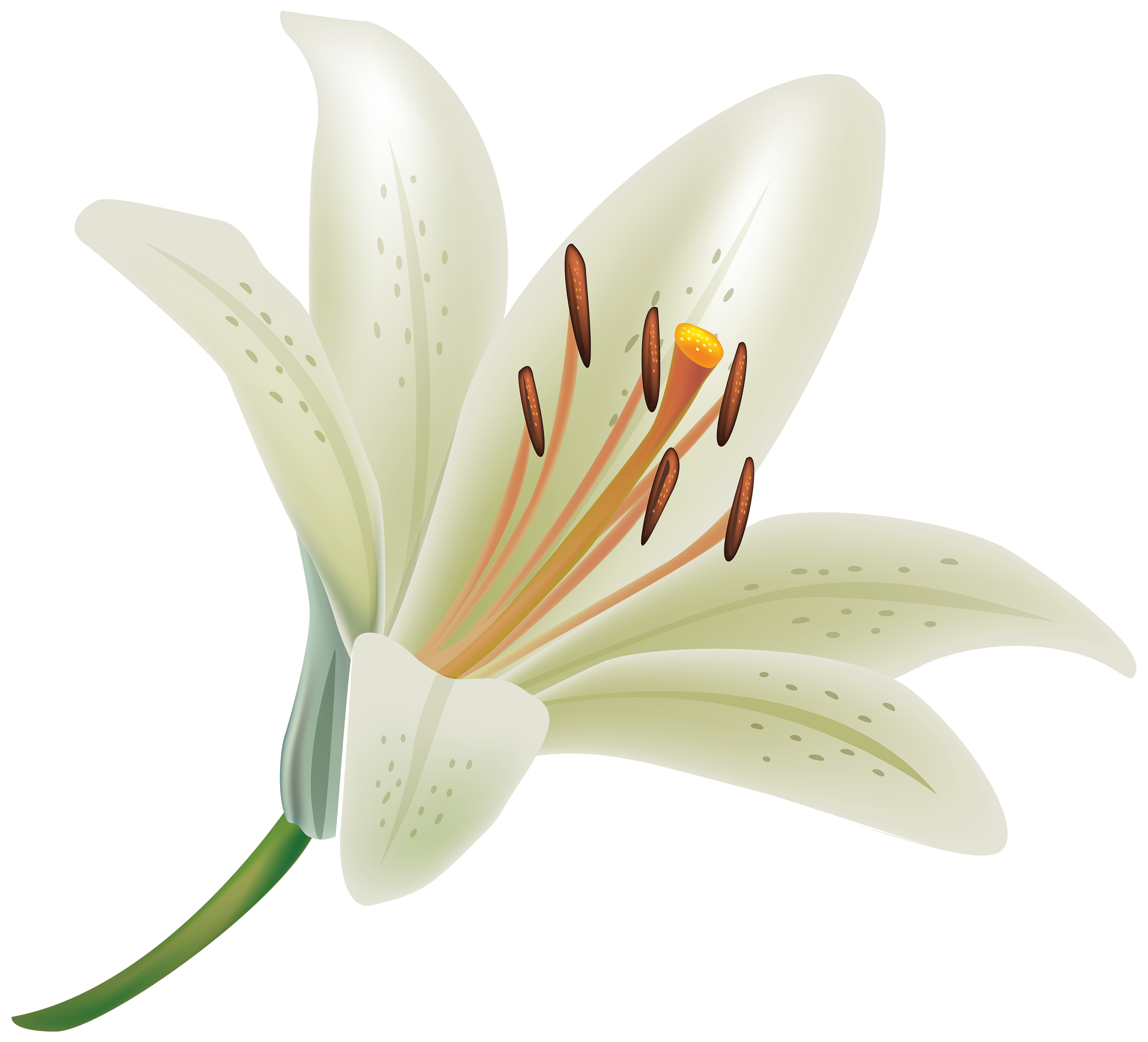 lilies clipart black and white cars