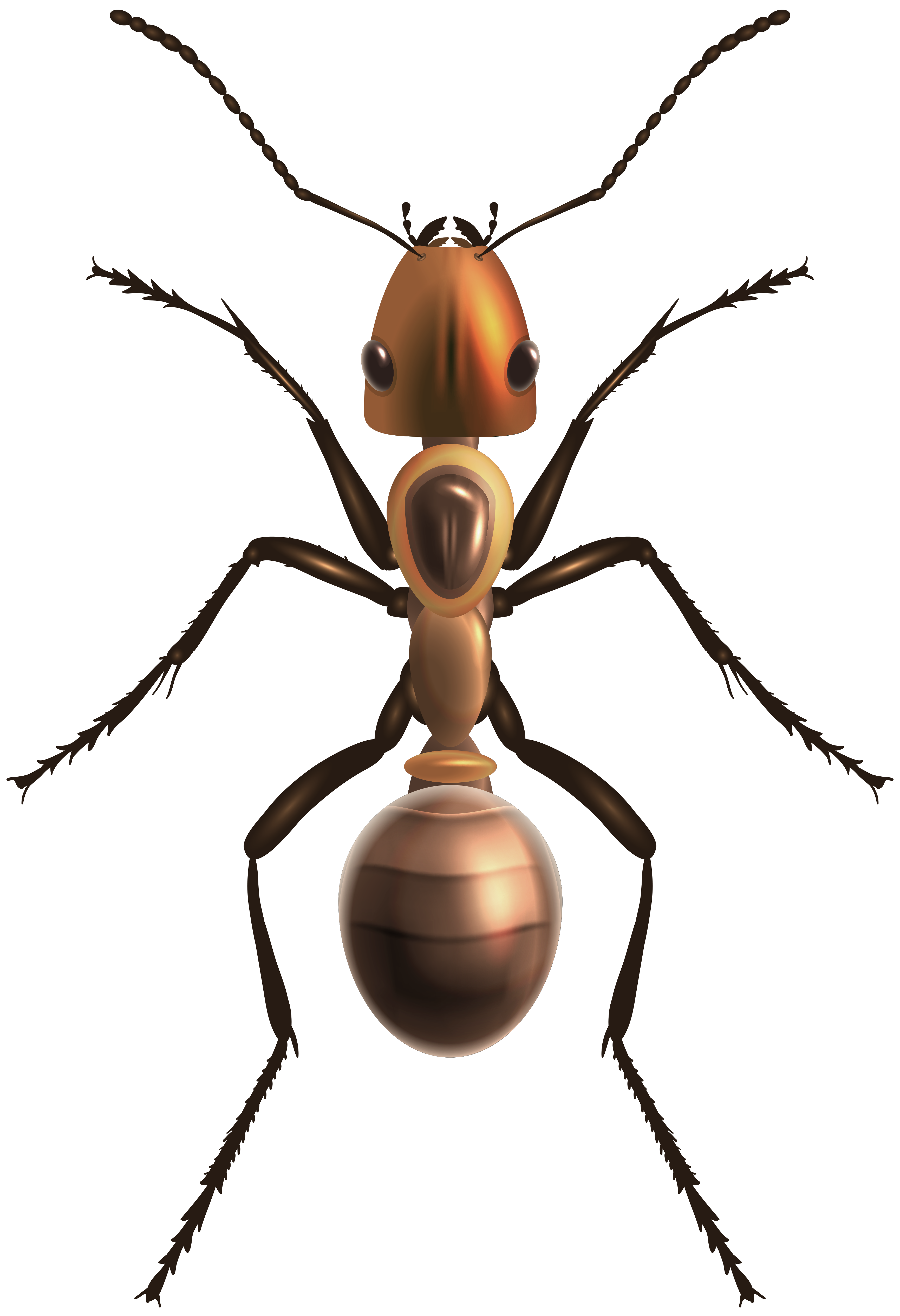 Ant PNG Clip Art - Best WEB Clipart
