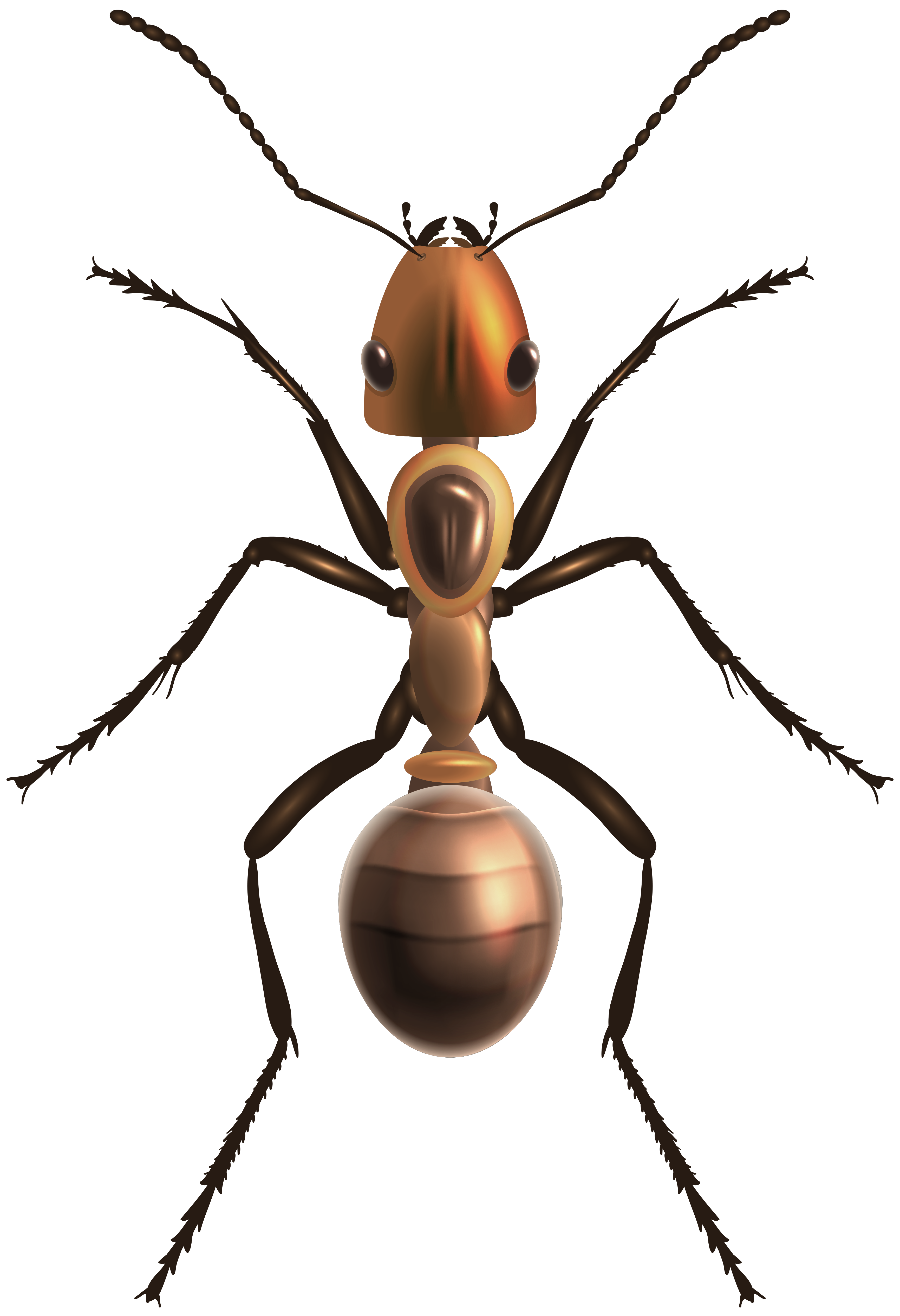 Ant PNG Clip Art - Best WEB Clipart