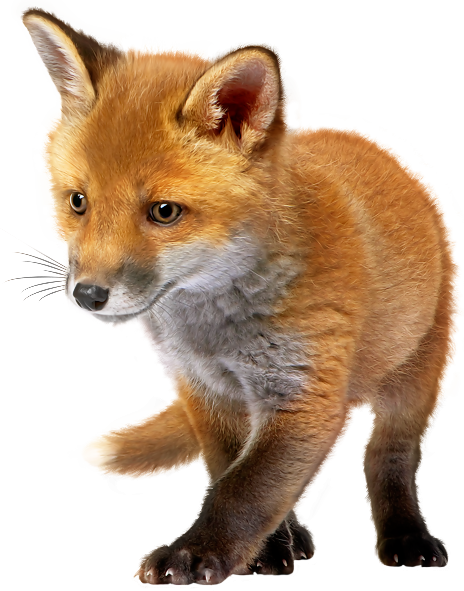 Baby Fox PNG Clip Art - Best WEB Clipart