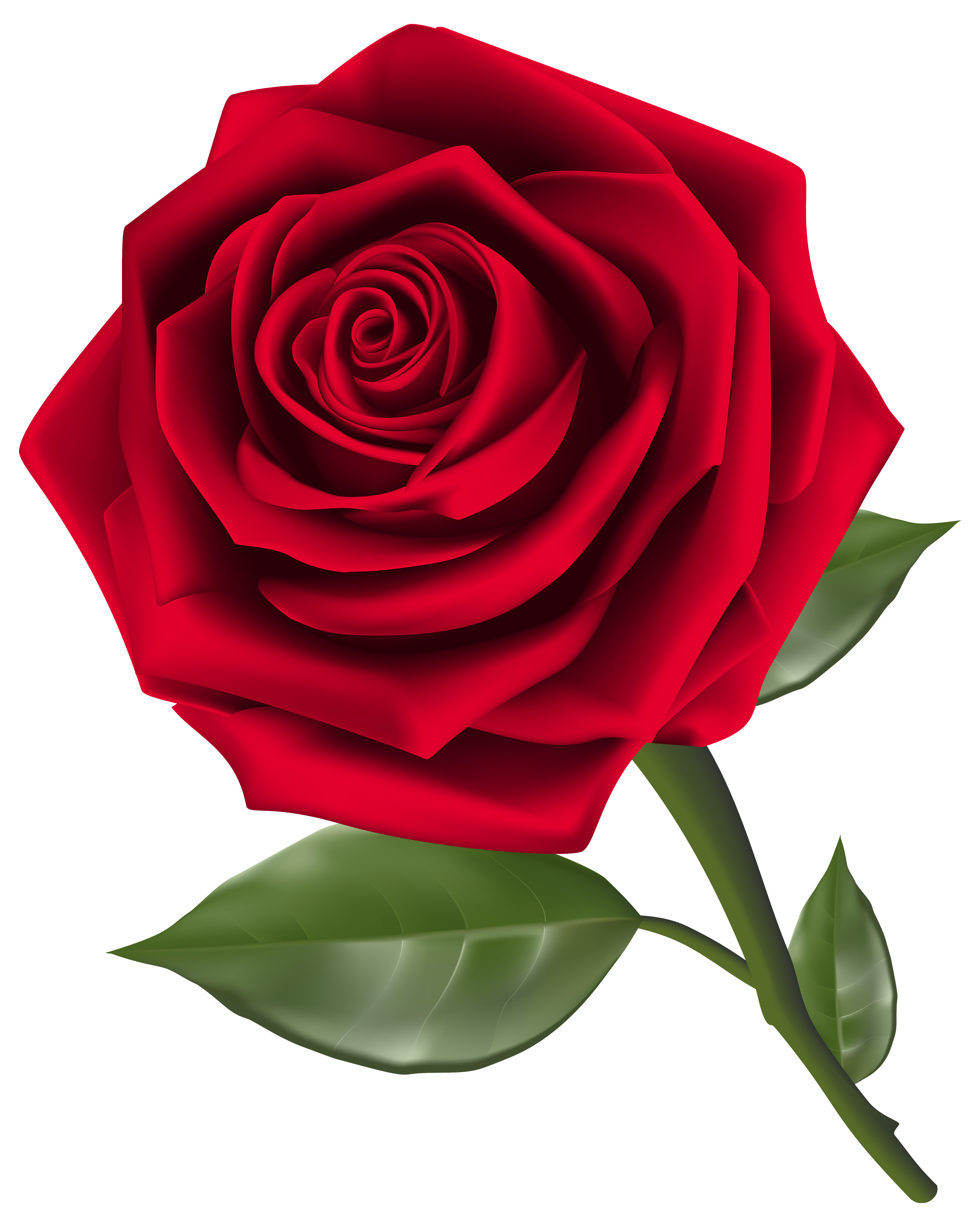 Beautiful Red Rose PNG Clipart - Best WEB Clipart