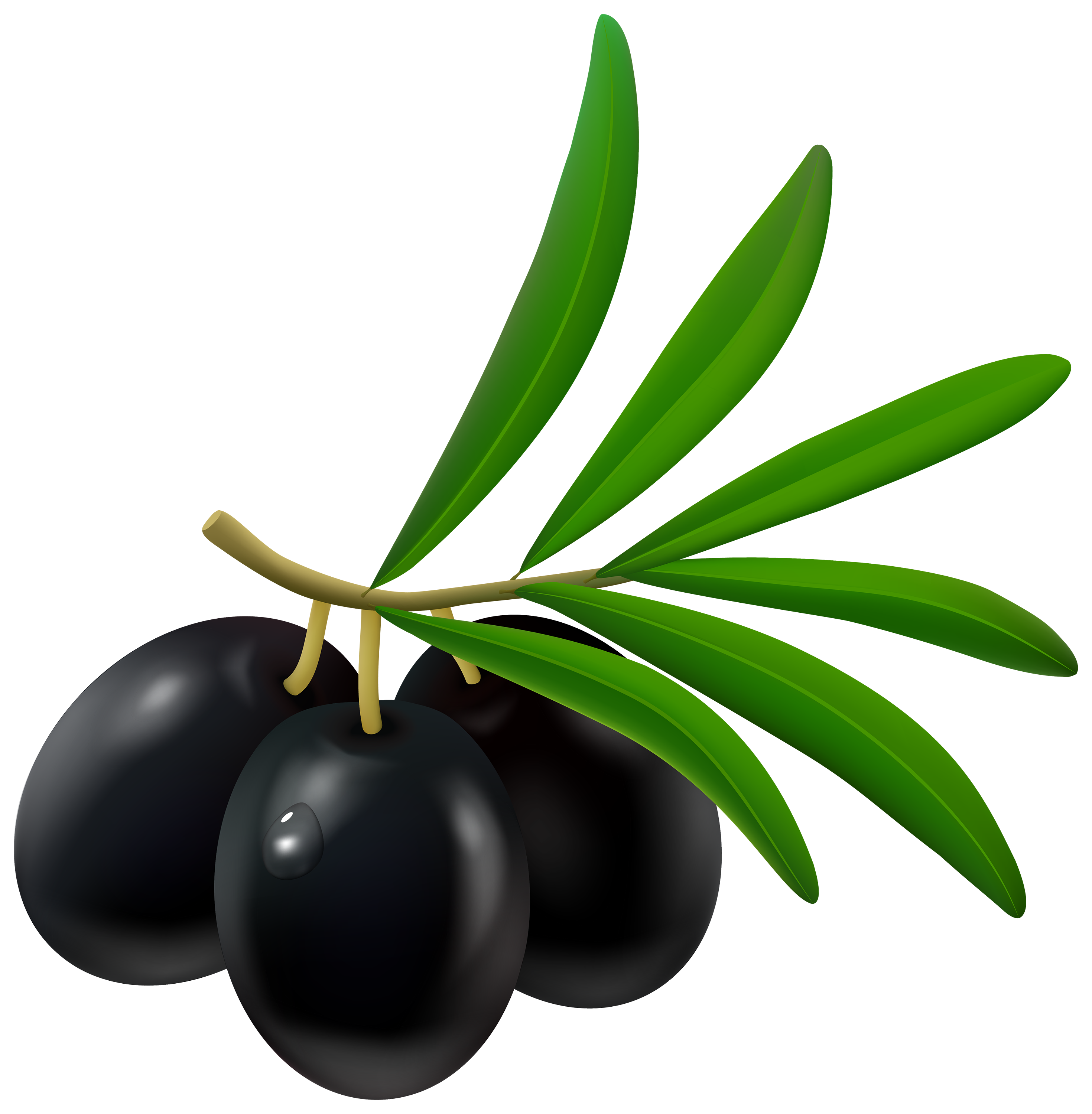 Black Olive PNG Clipart - Best WEB Clipart