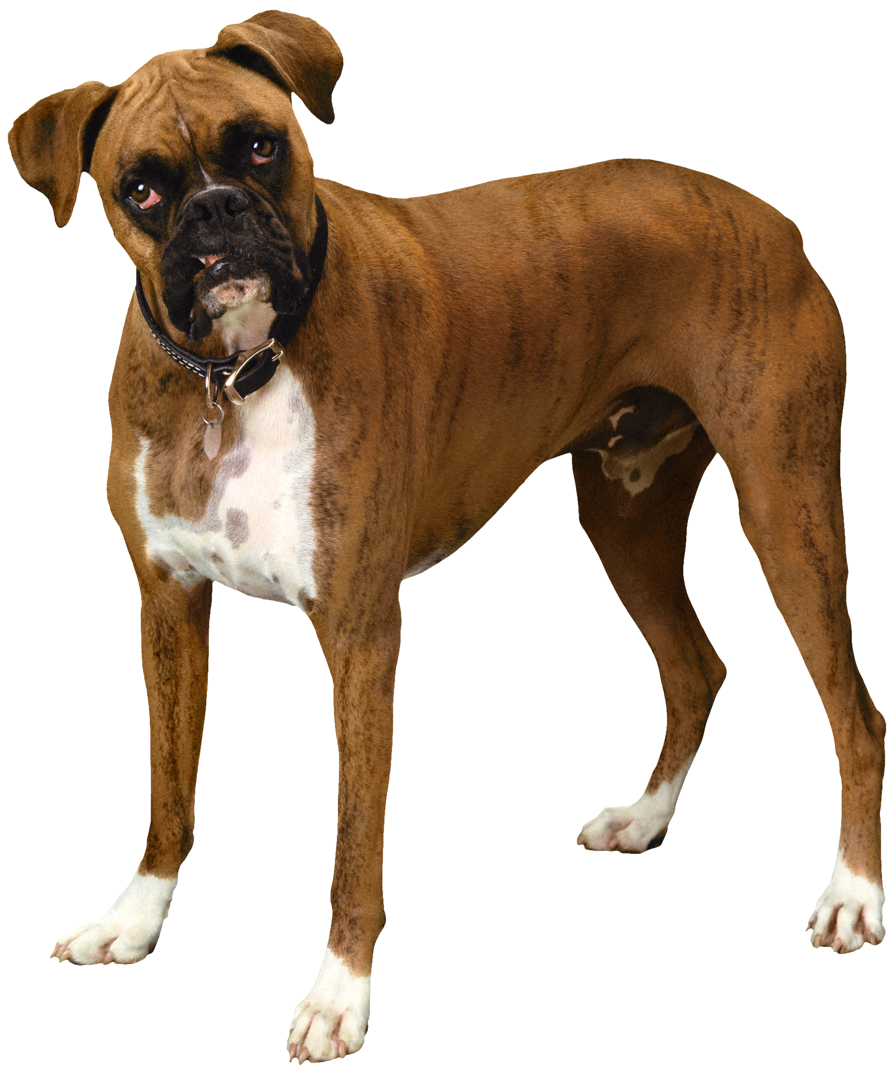 Brown Bulldog PNG Clipart - Best WEB Clipart