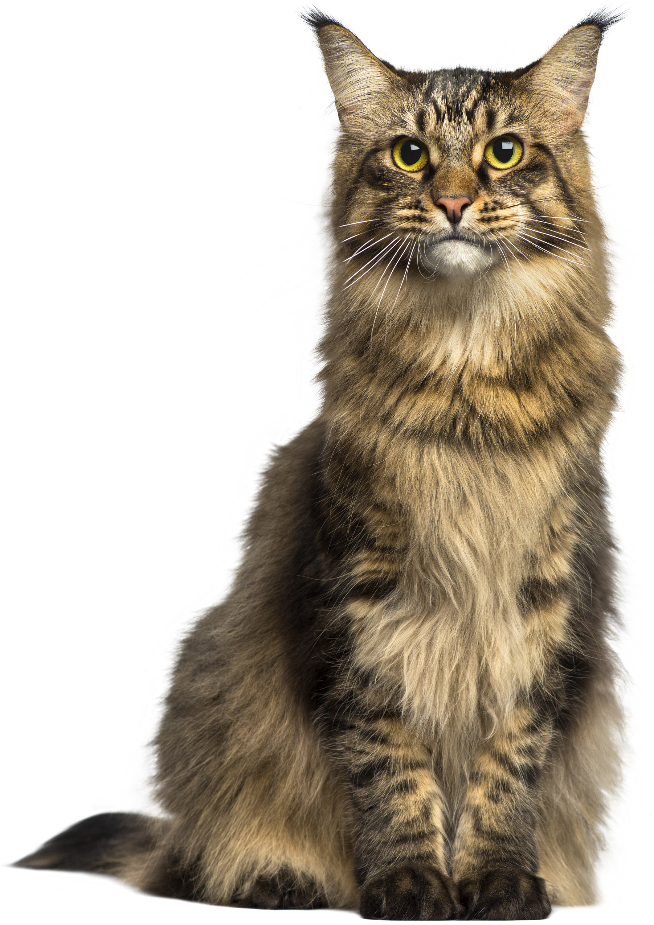 Cat PNG Clip Art - Best WEB Clipart