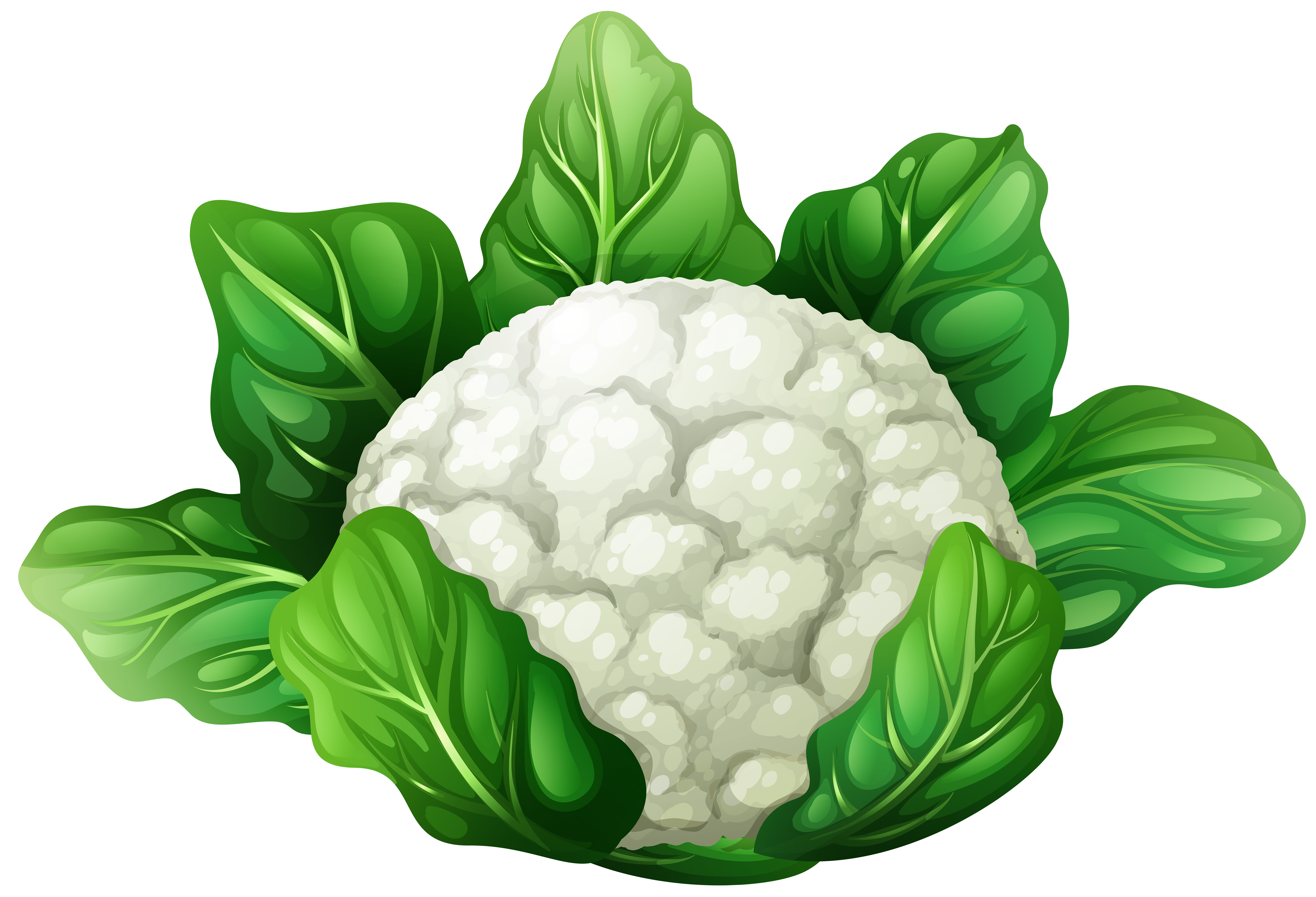 Cauliflower PNG Clip Art - Best WEB Clipart