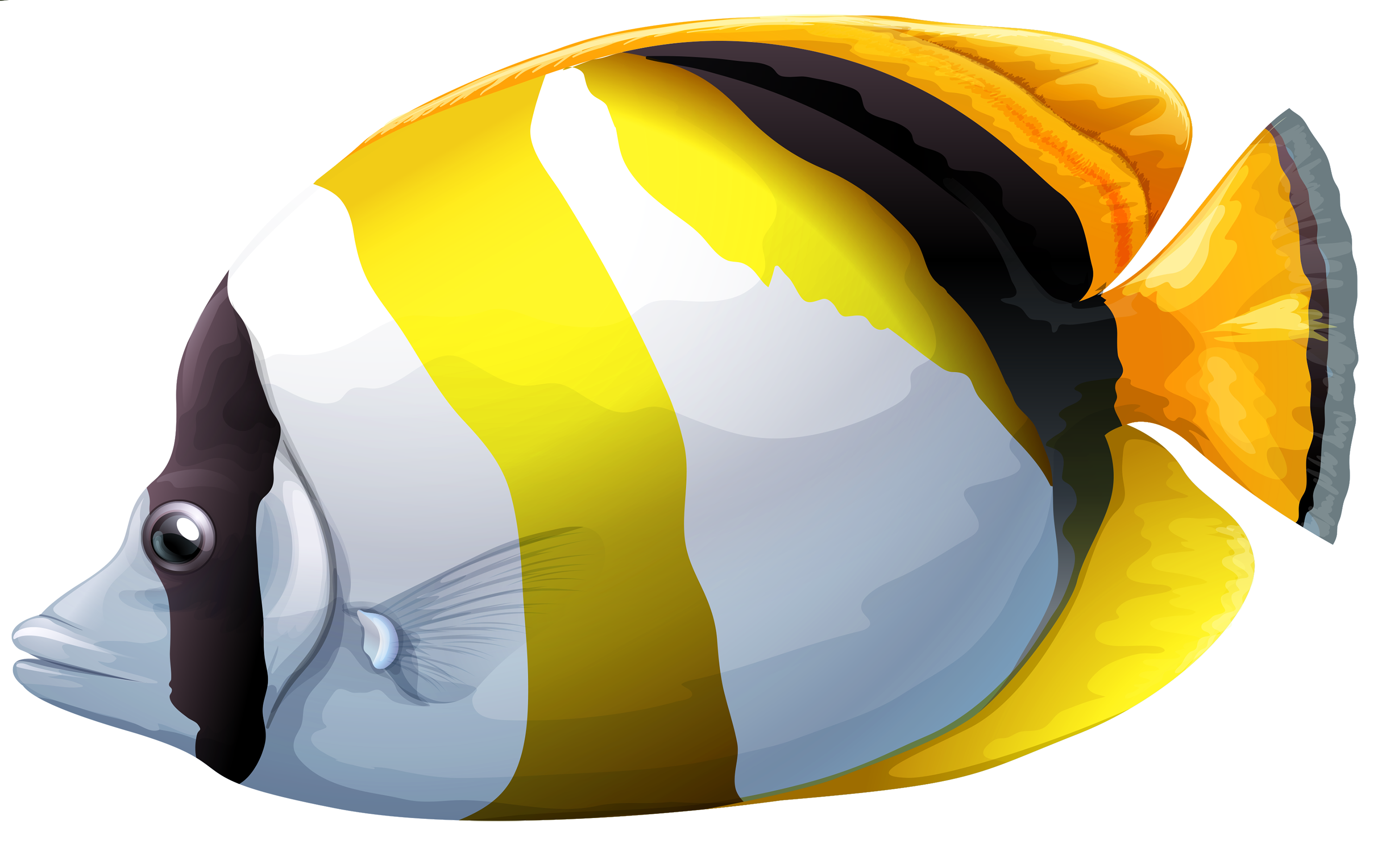 Chaetodon Butterfly Fish PNG Clipart - Best WEB Clipart