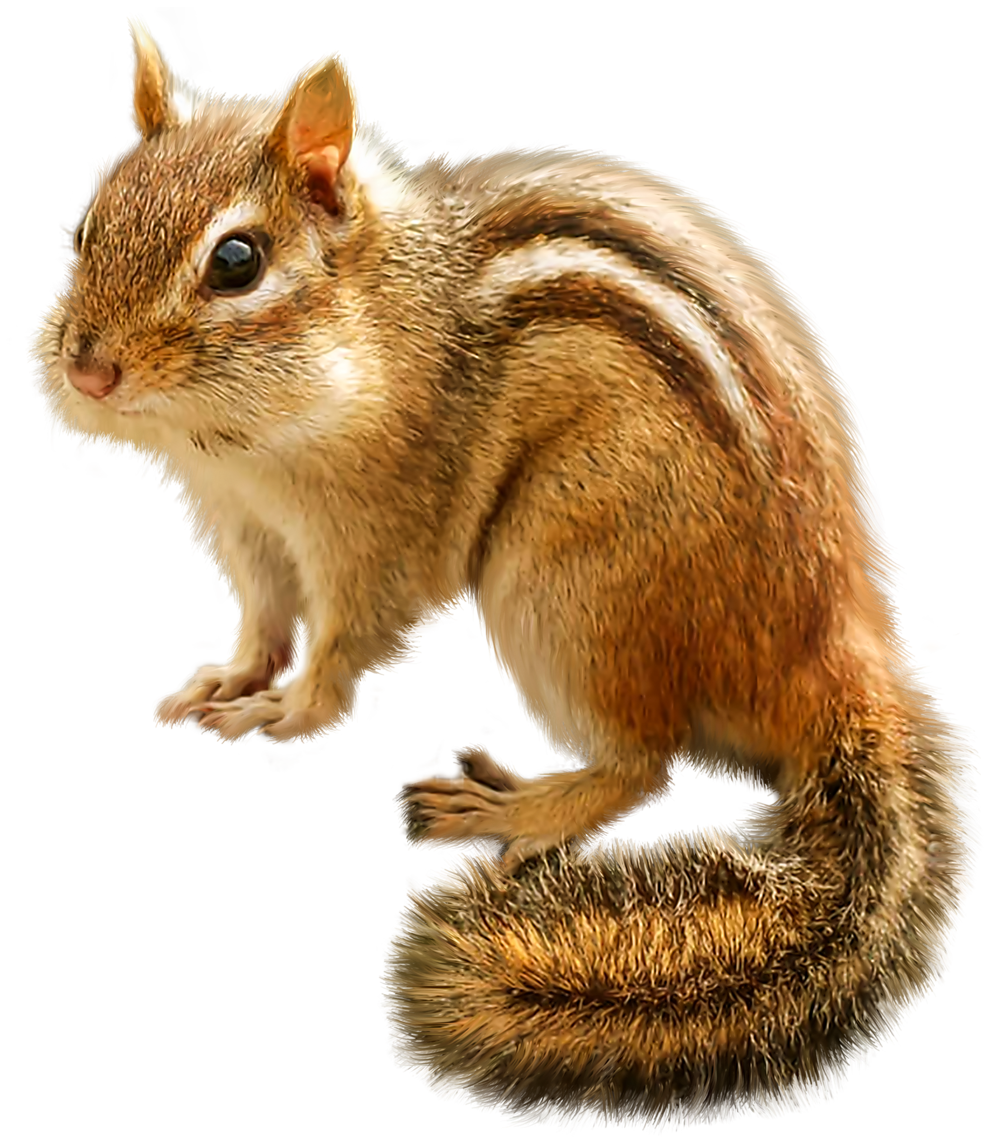 Chipmunk PNG Clip Art - Best WEB Clipart