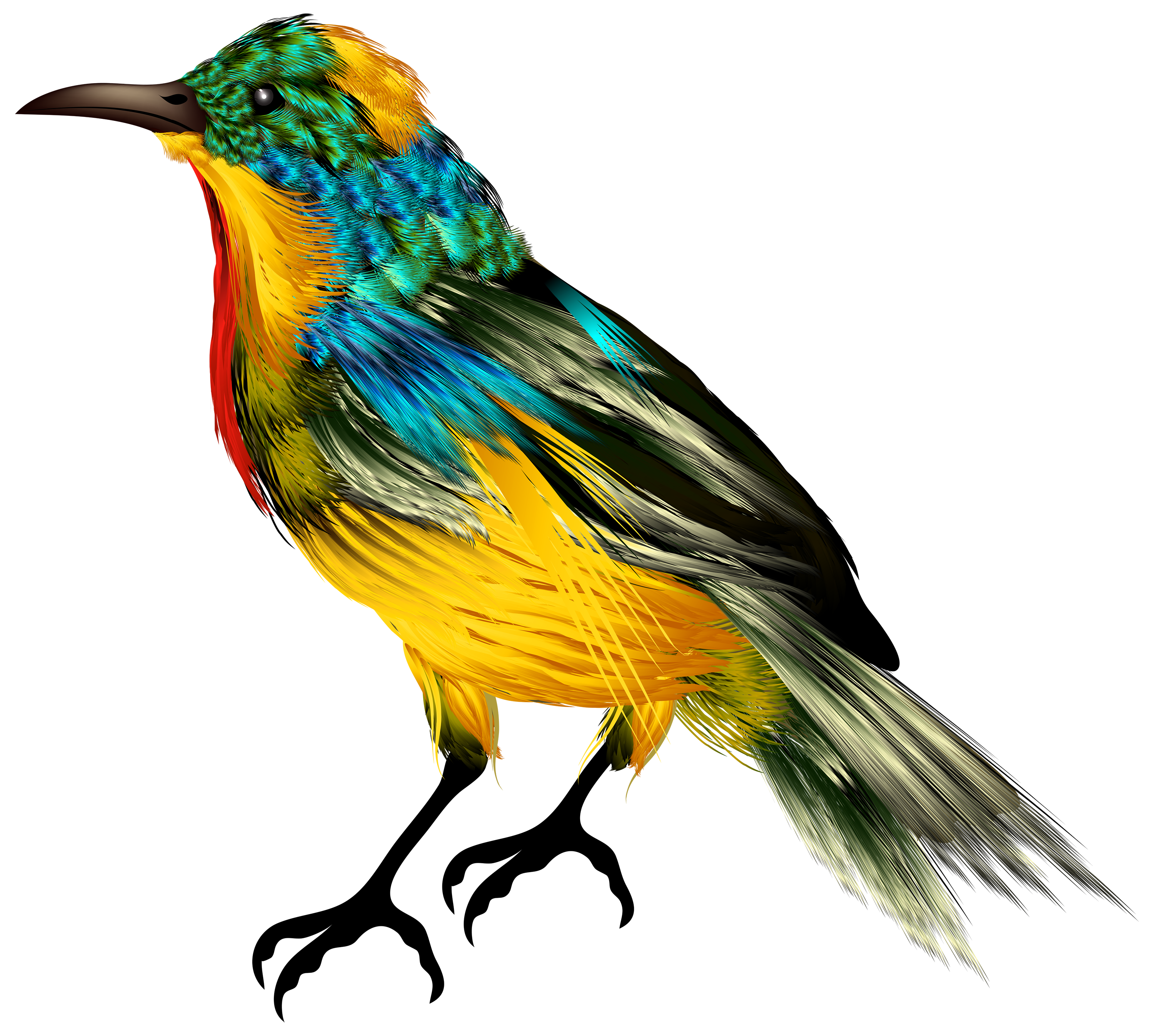 Colourful Bird PNG Clipart Best WEB Clipart