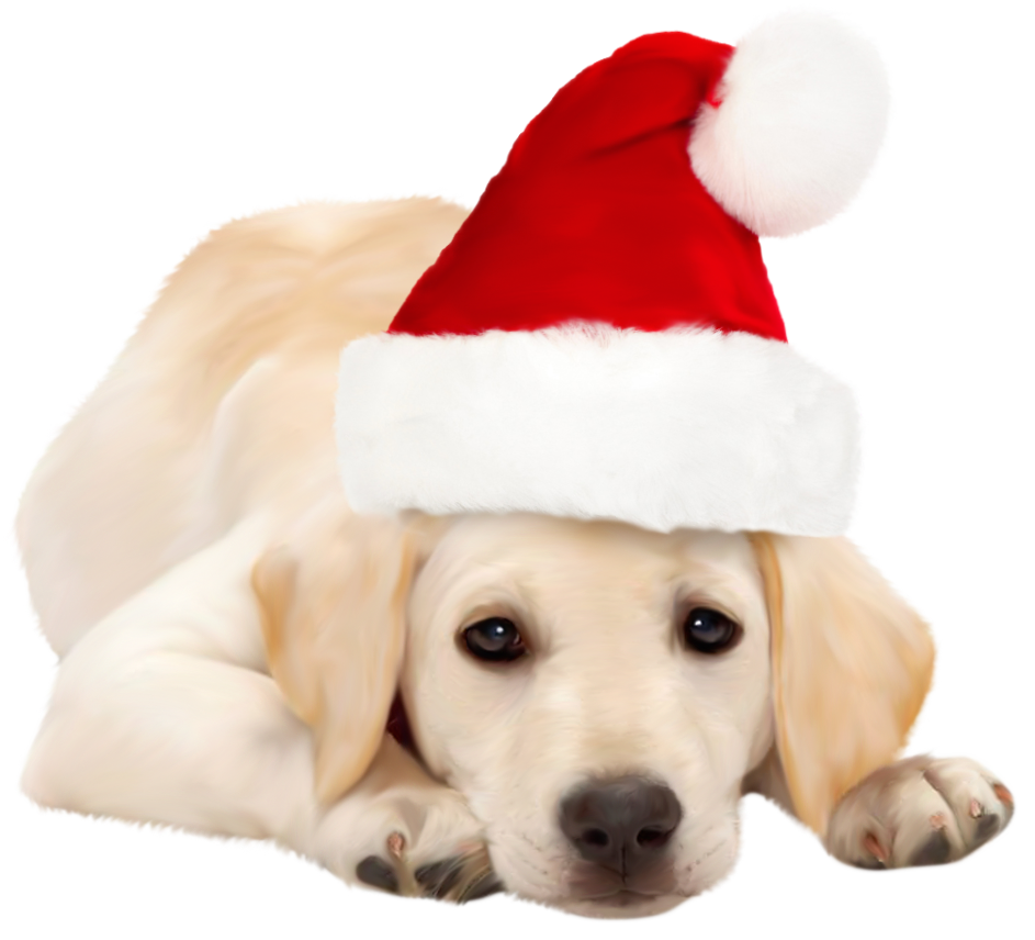 Dog with Santa Hat PNG Clipart - Best WEB Clipart